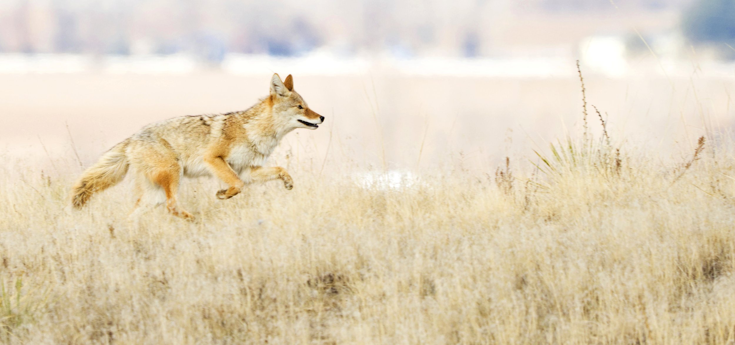 Stunning Running Coyote .jpg