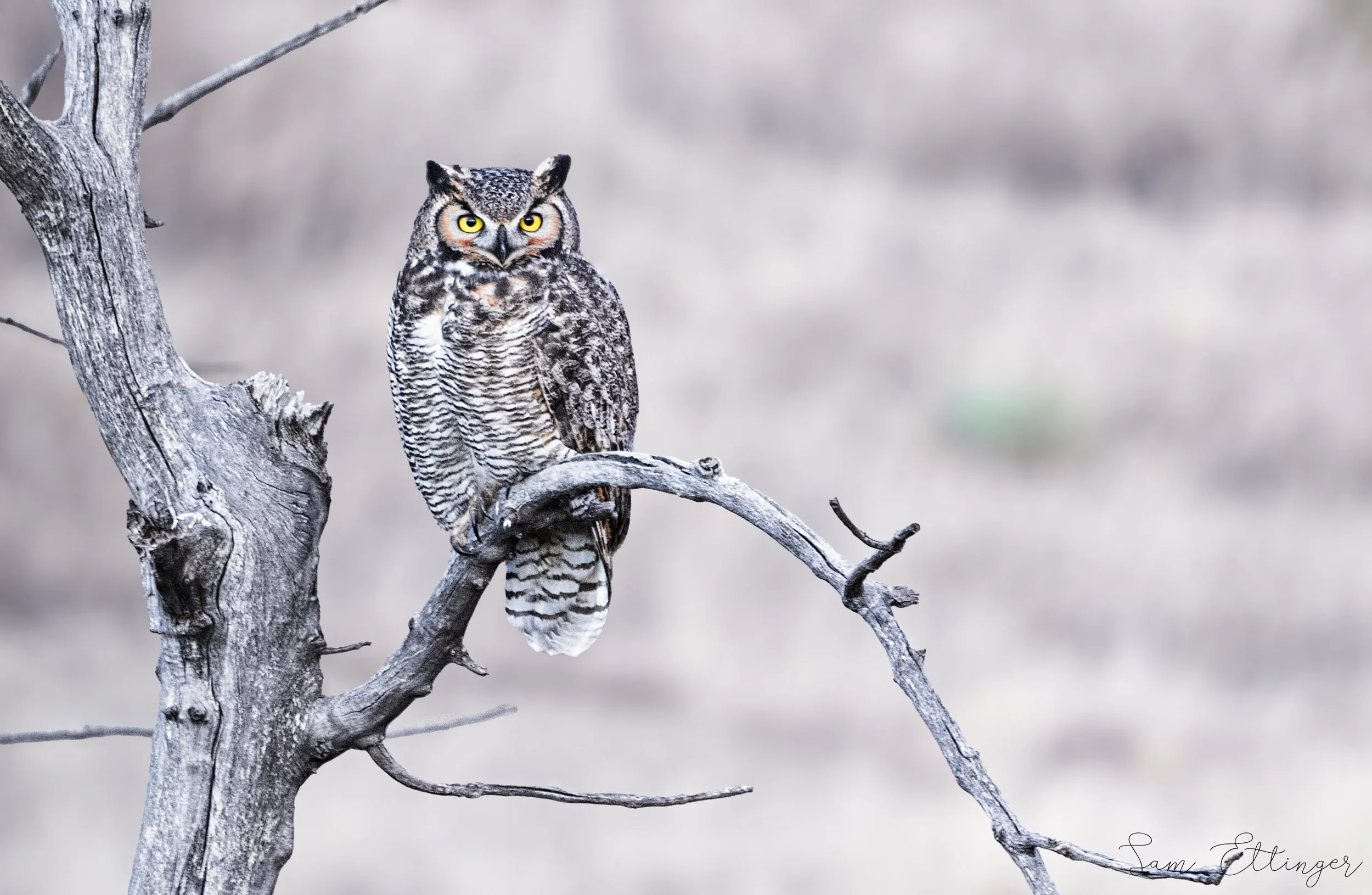 Stunning Owl 12 .jpg