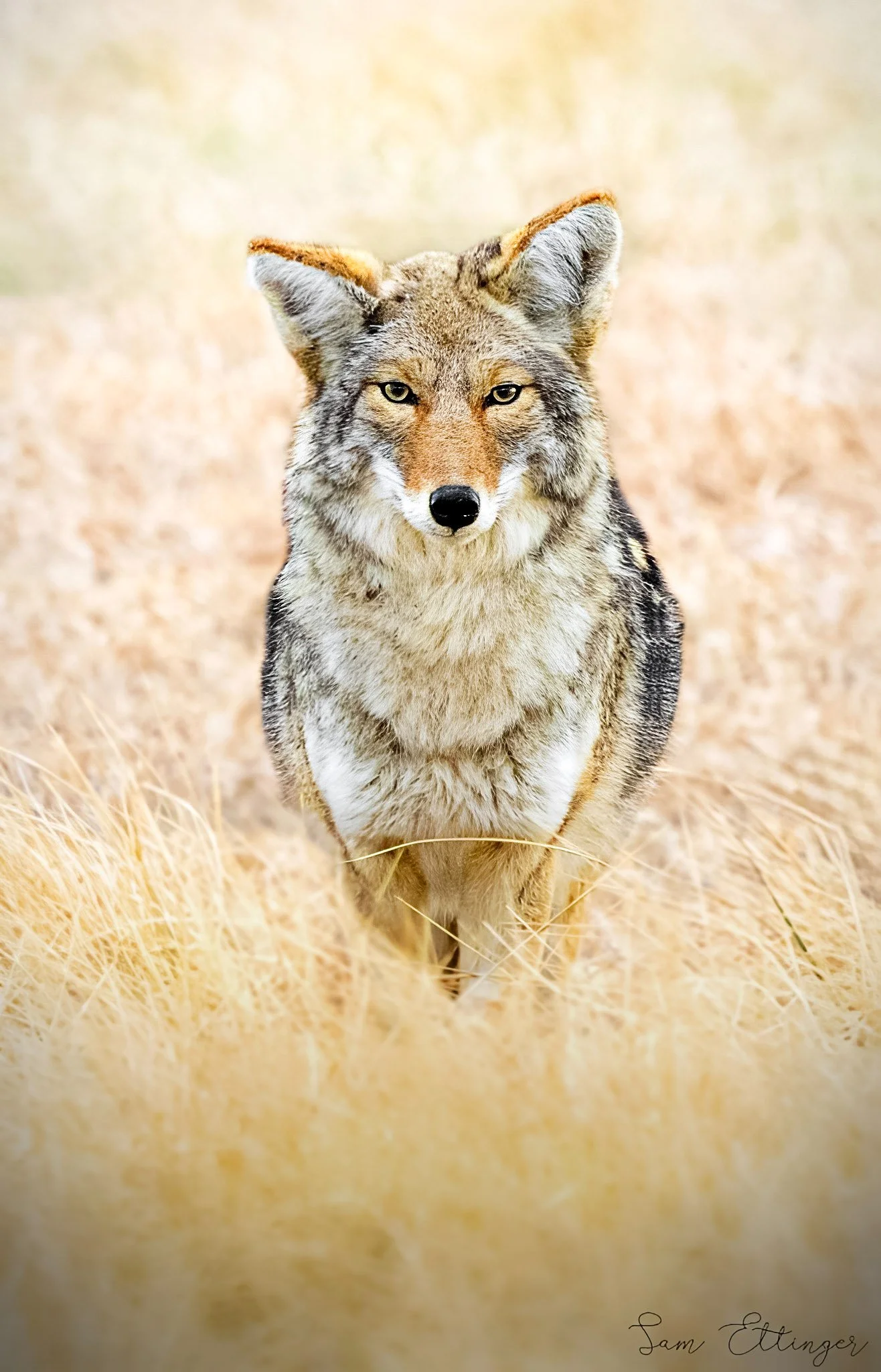 The Best Coyote 12 .jpg