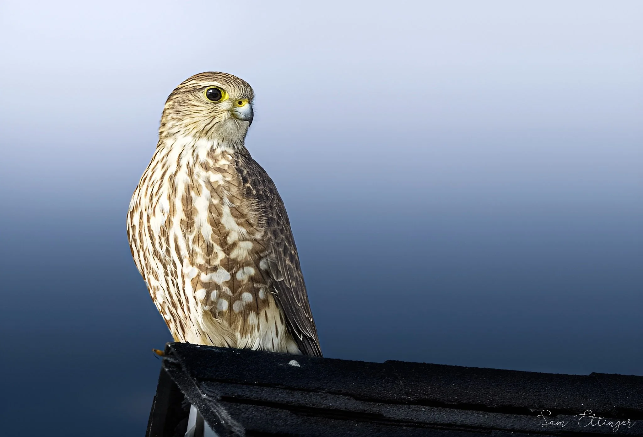 Stunning Merlin12.jpg