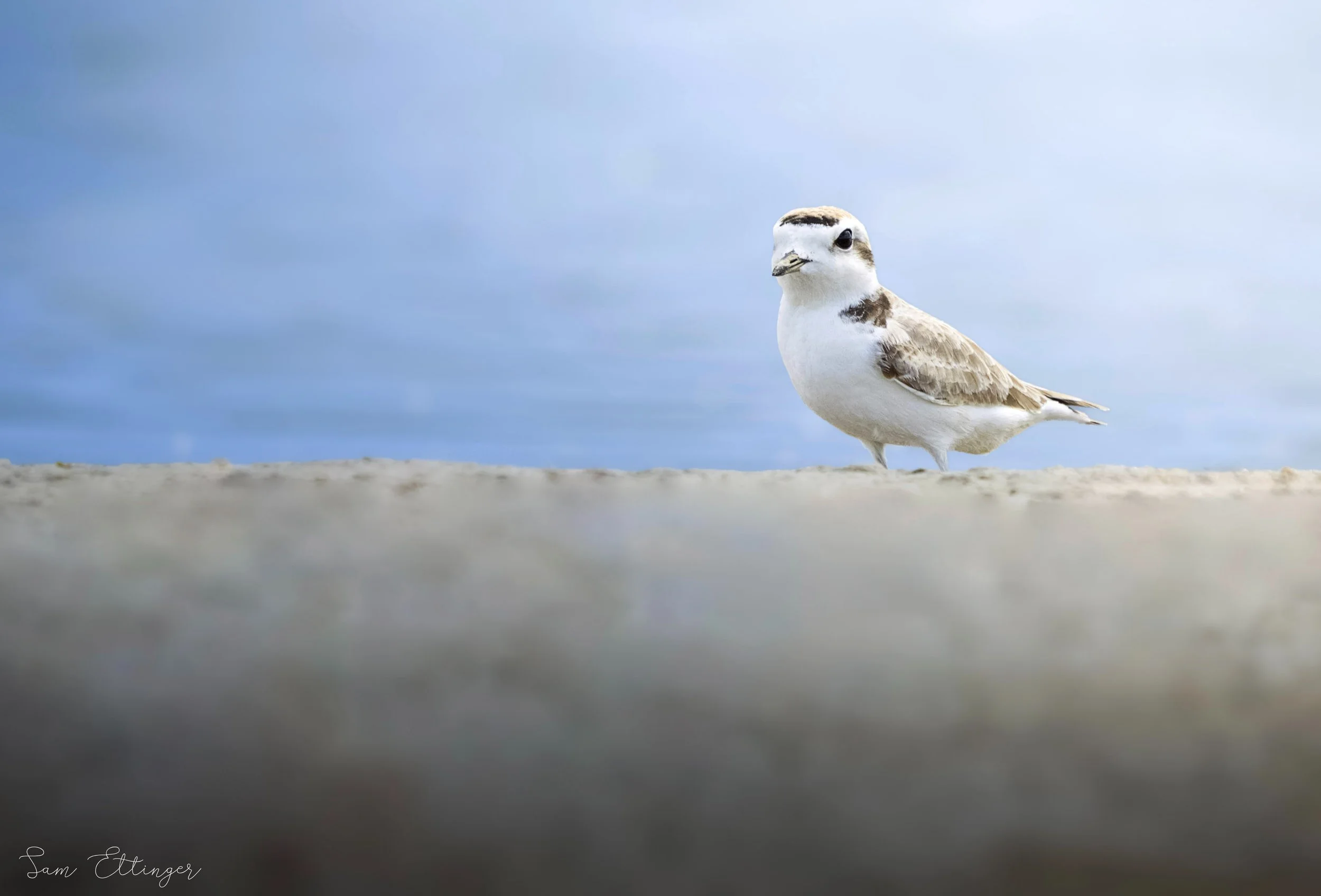 Beautiful Snowy Plover The Best.jpg