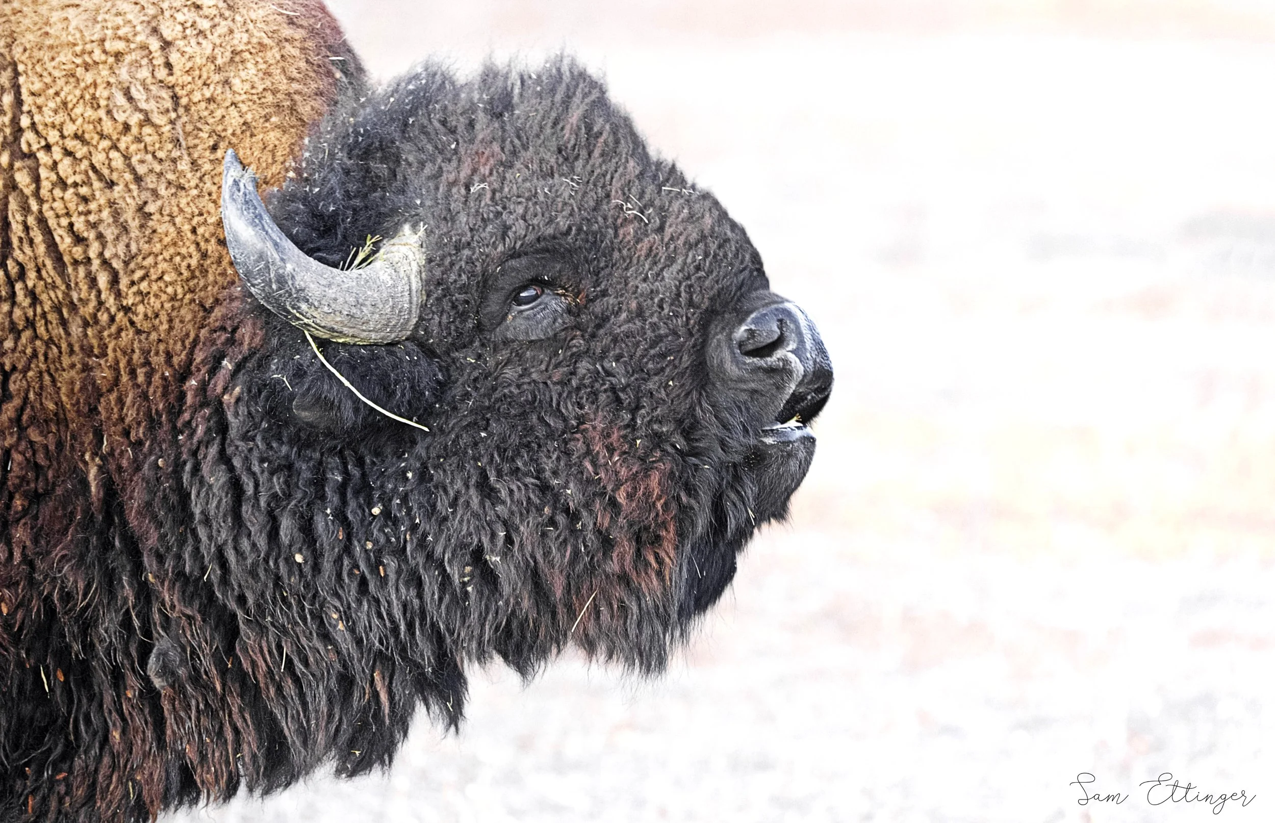 Stunning Bison Bugling 121.jpg