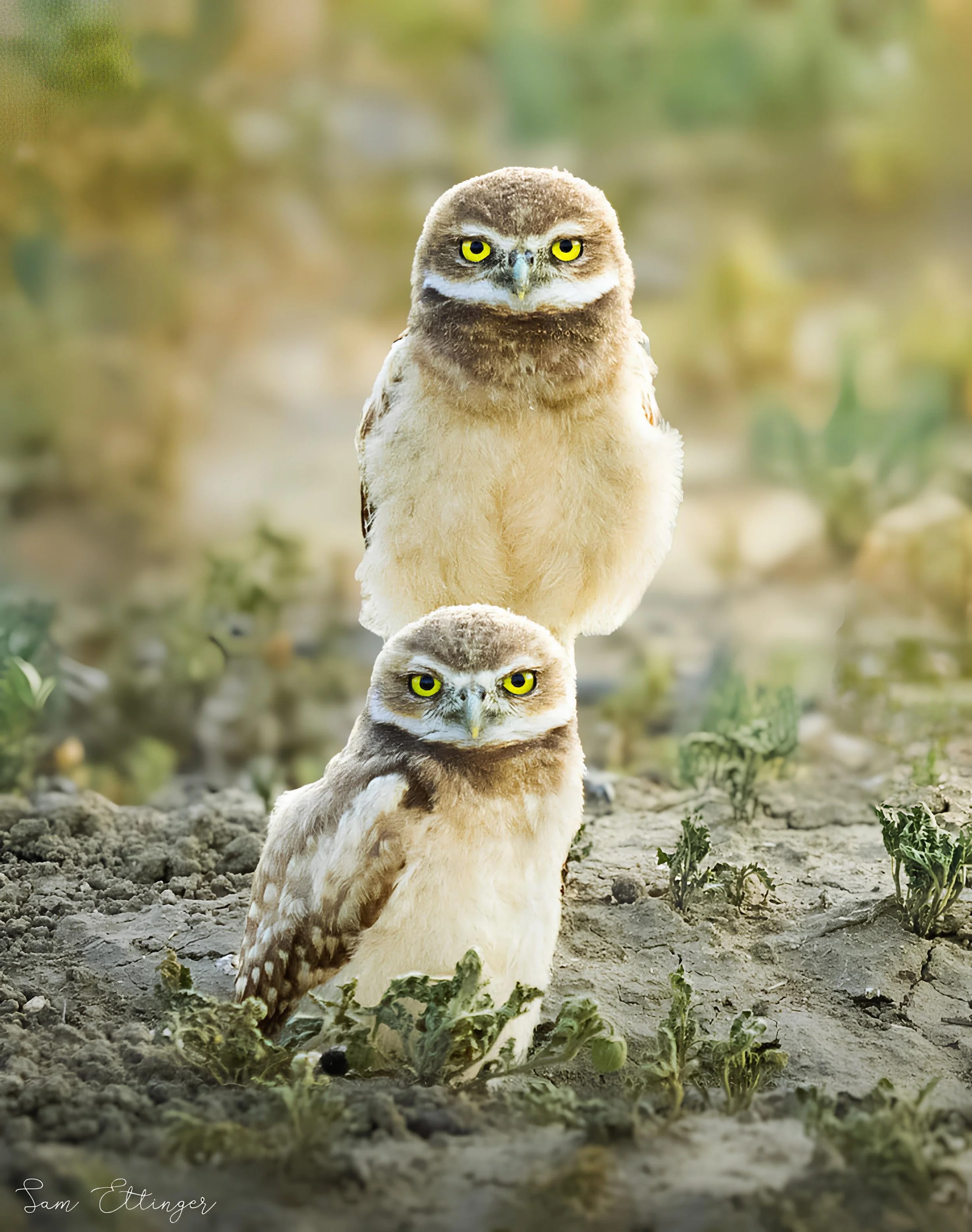 The Burrowing Owls.jpg