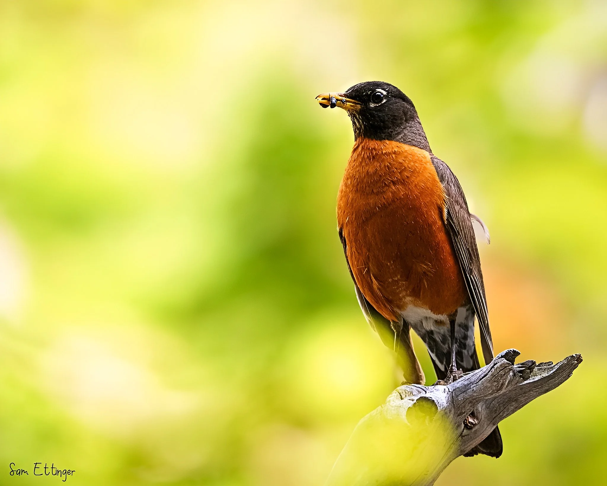 Amazing Robin     .jpg
