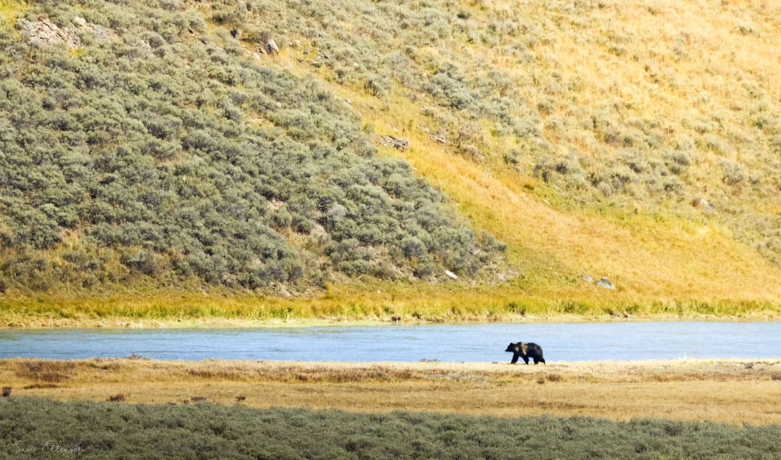 Stunning Grizzly Bear walking through his home1.jpg