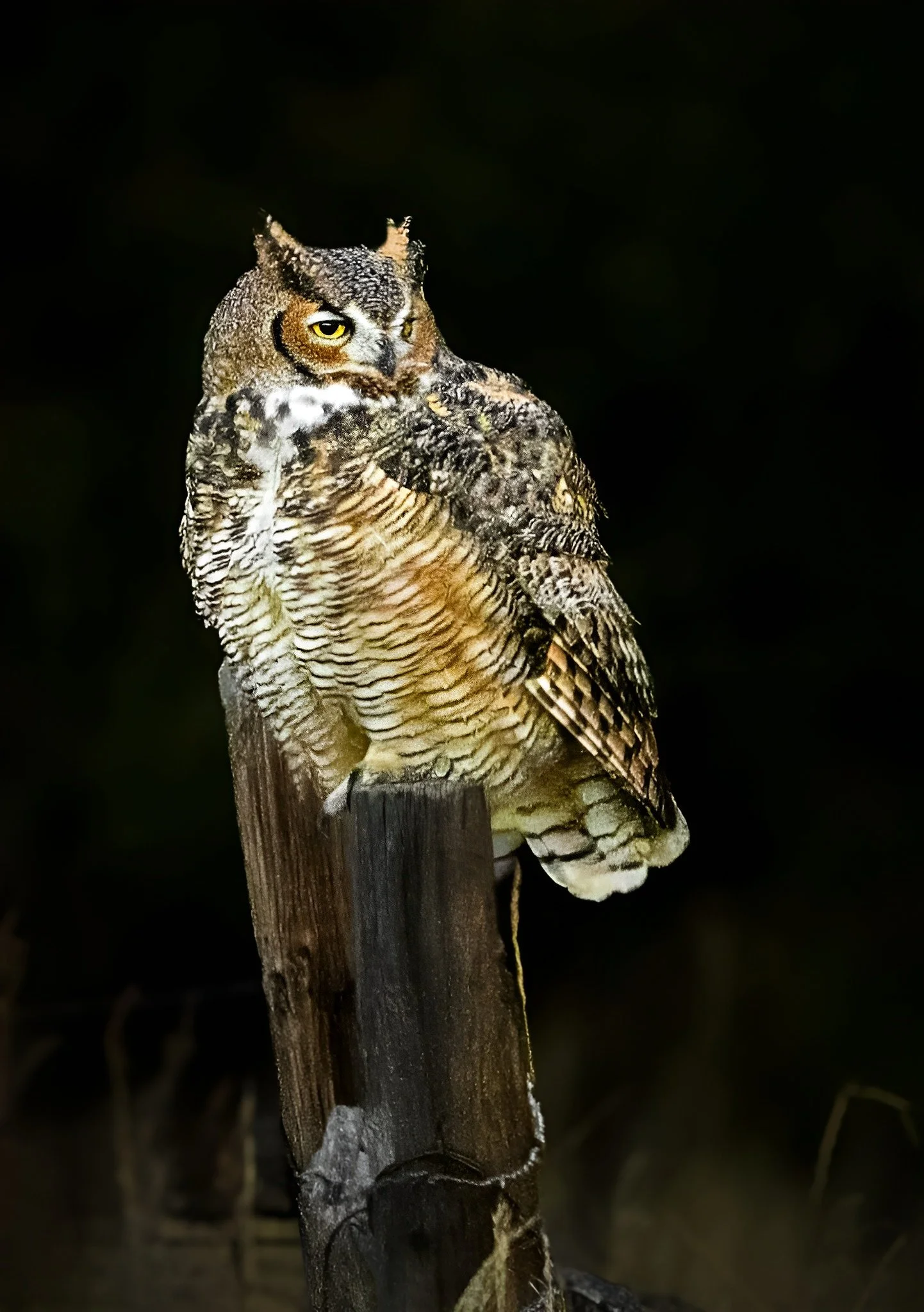 Stunning Owl the best .jpg