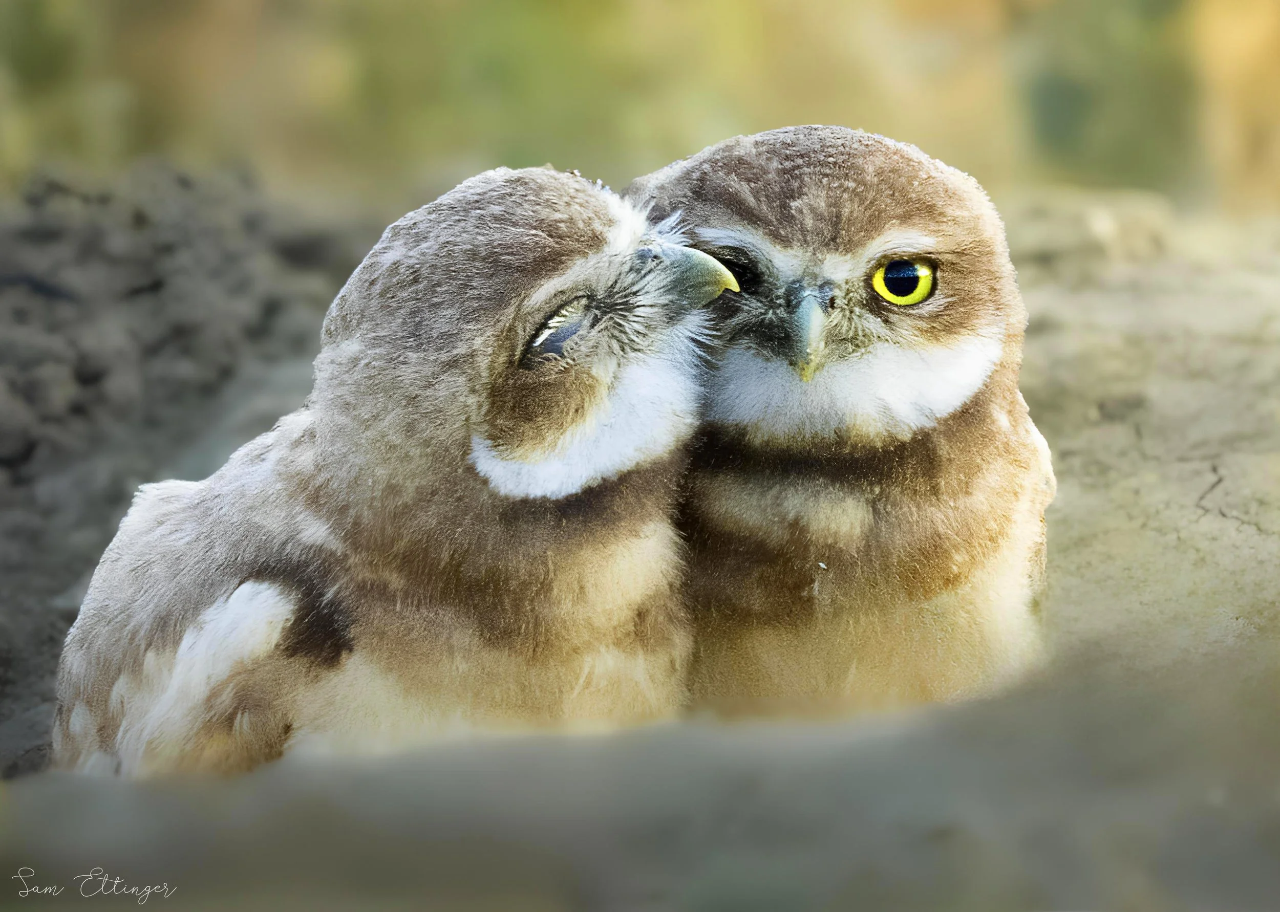 The Best Owls.jpg