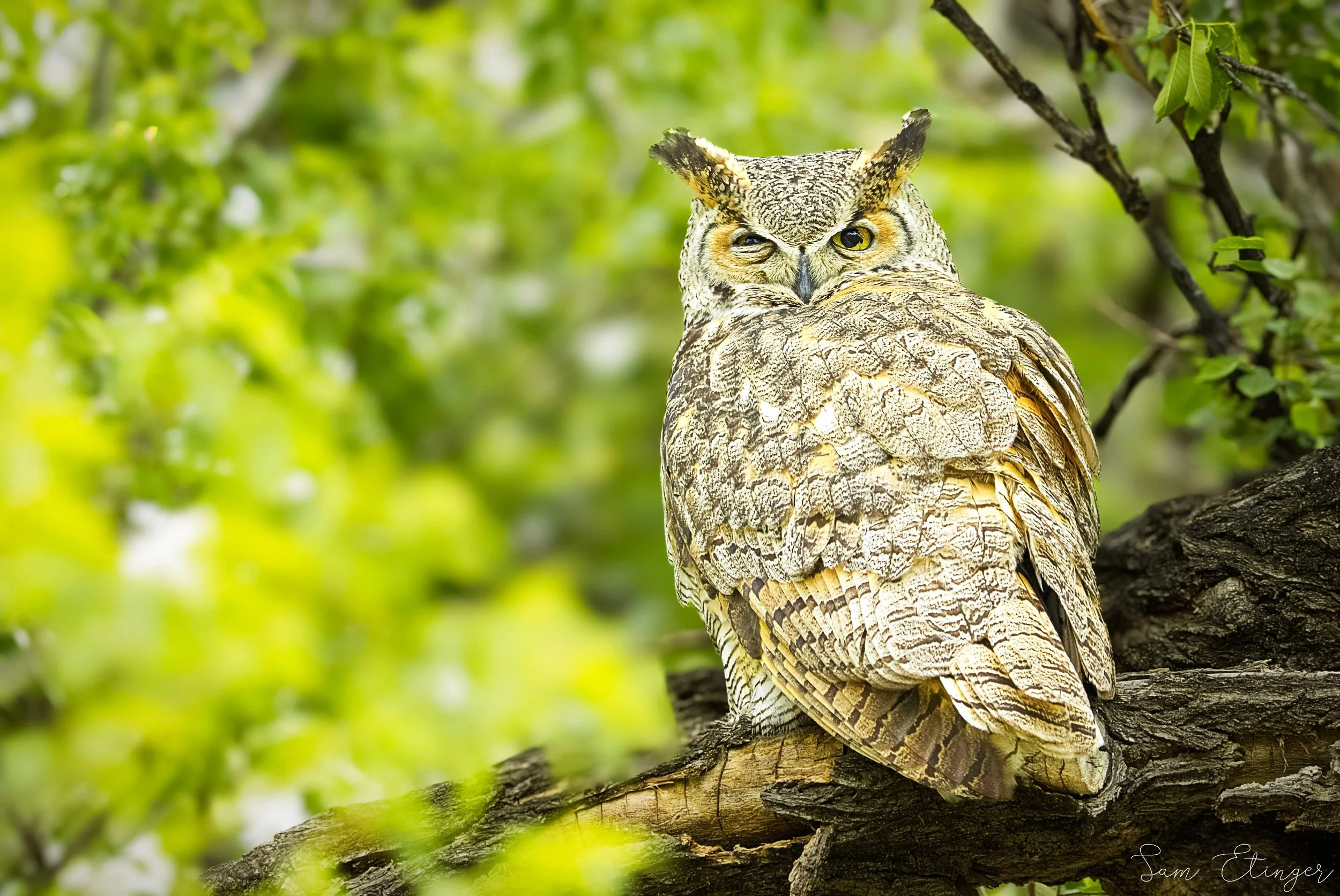 Beautiful Male Owl (1) (1).jpg