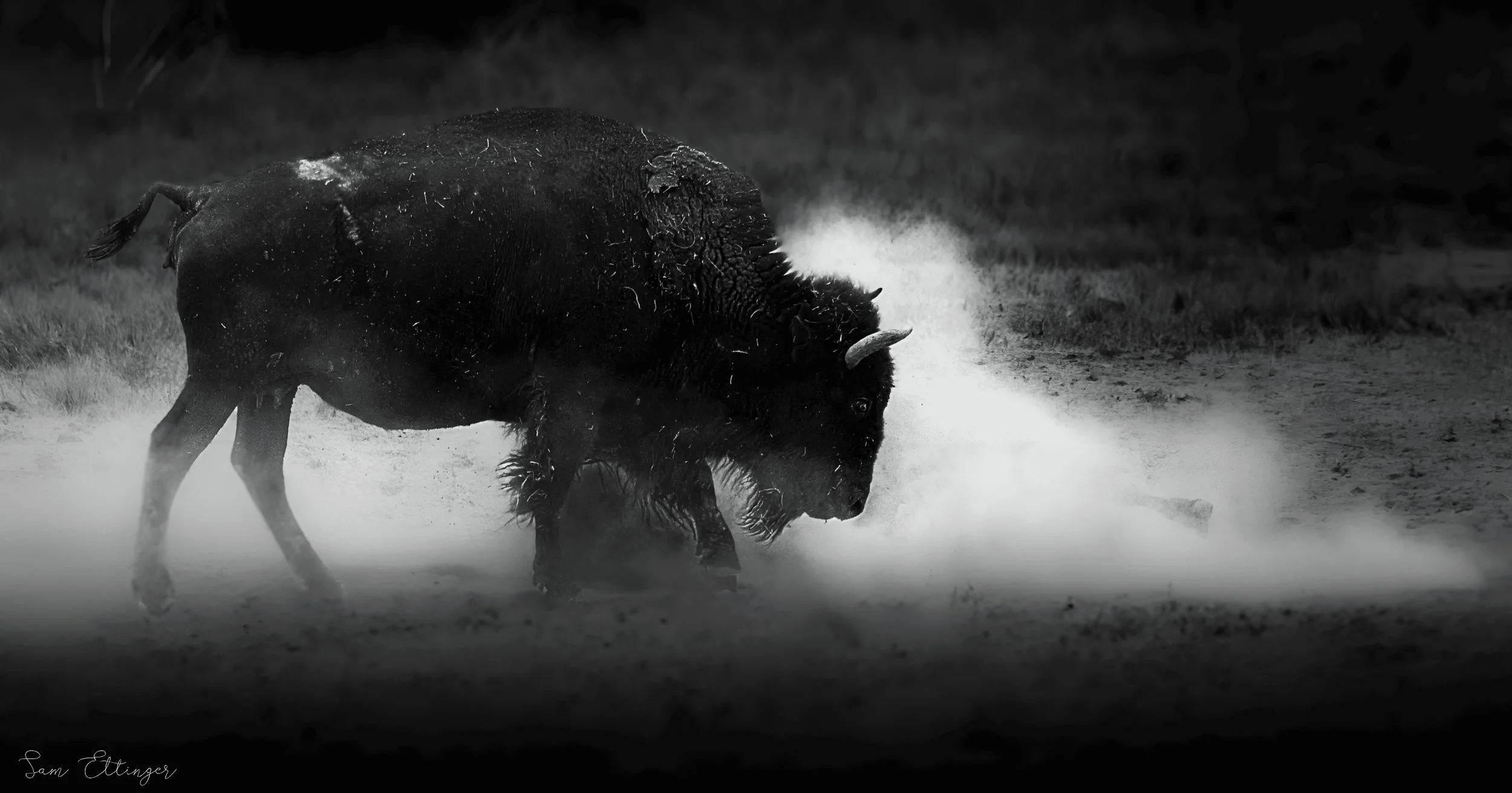 Bison and Dust.jpg