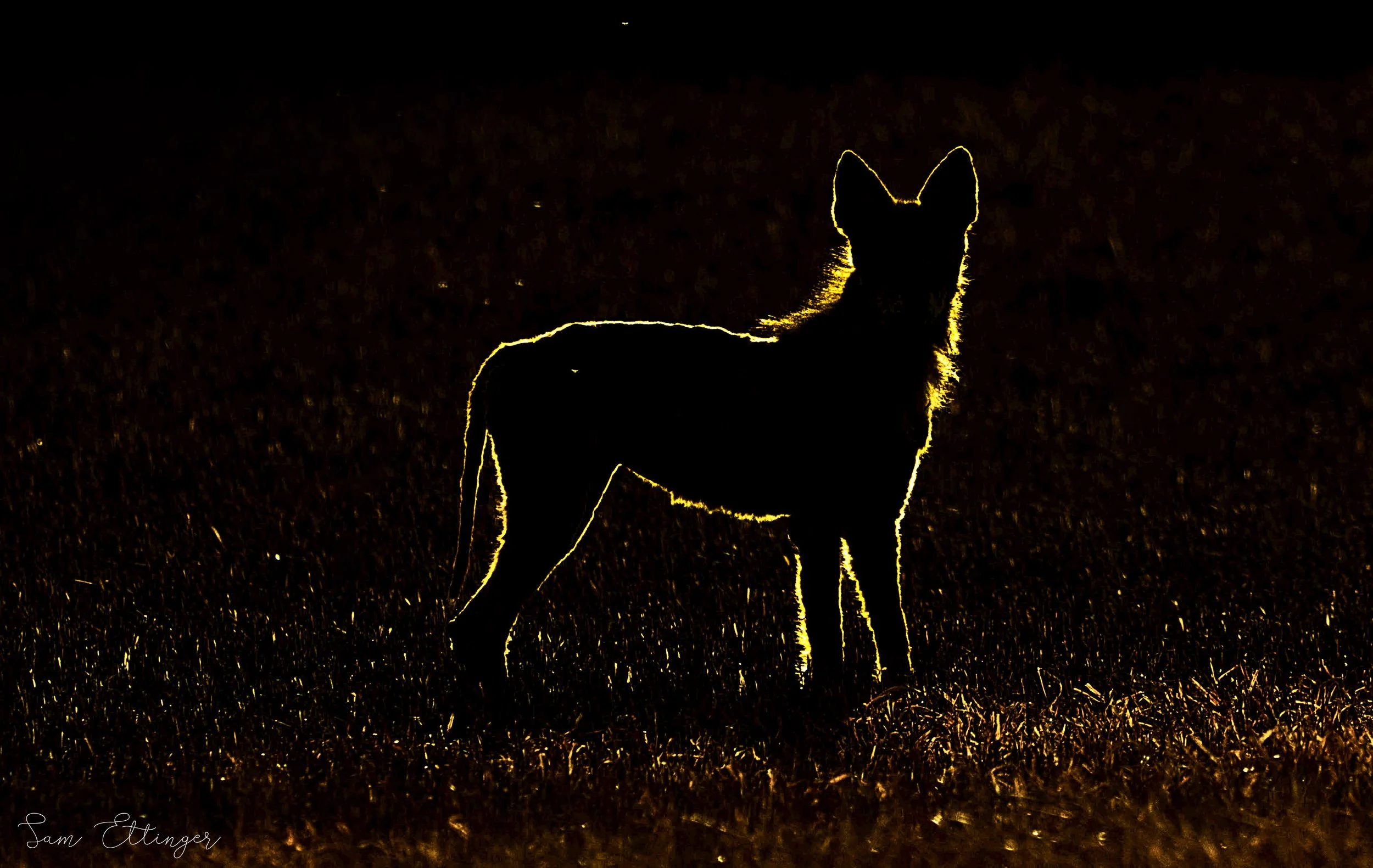 Backlit Coyote.jpg