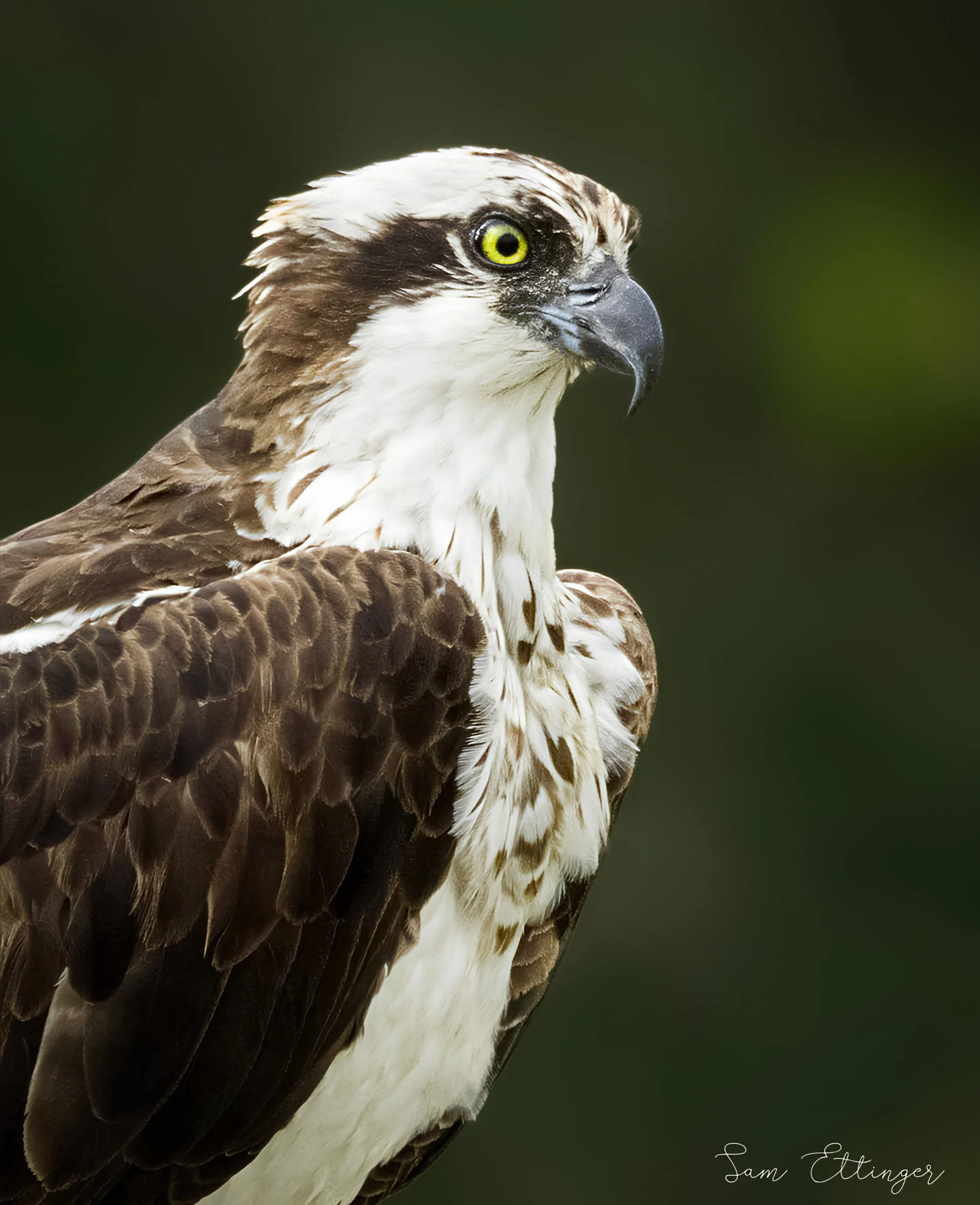 Stunning Osprey Portrait (2) (1).jpg