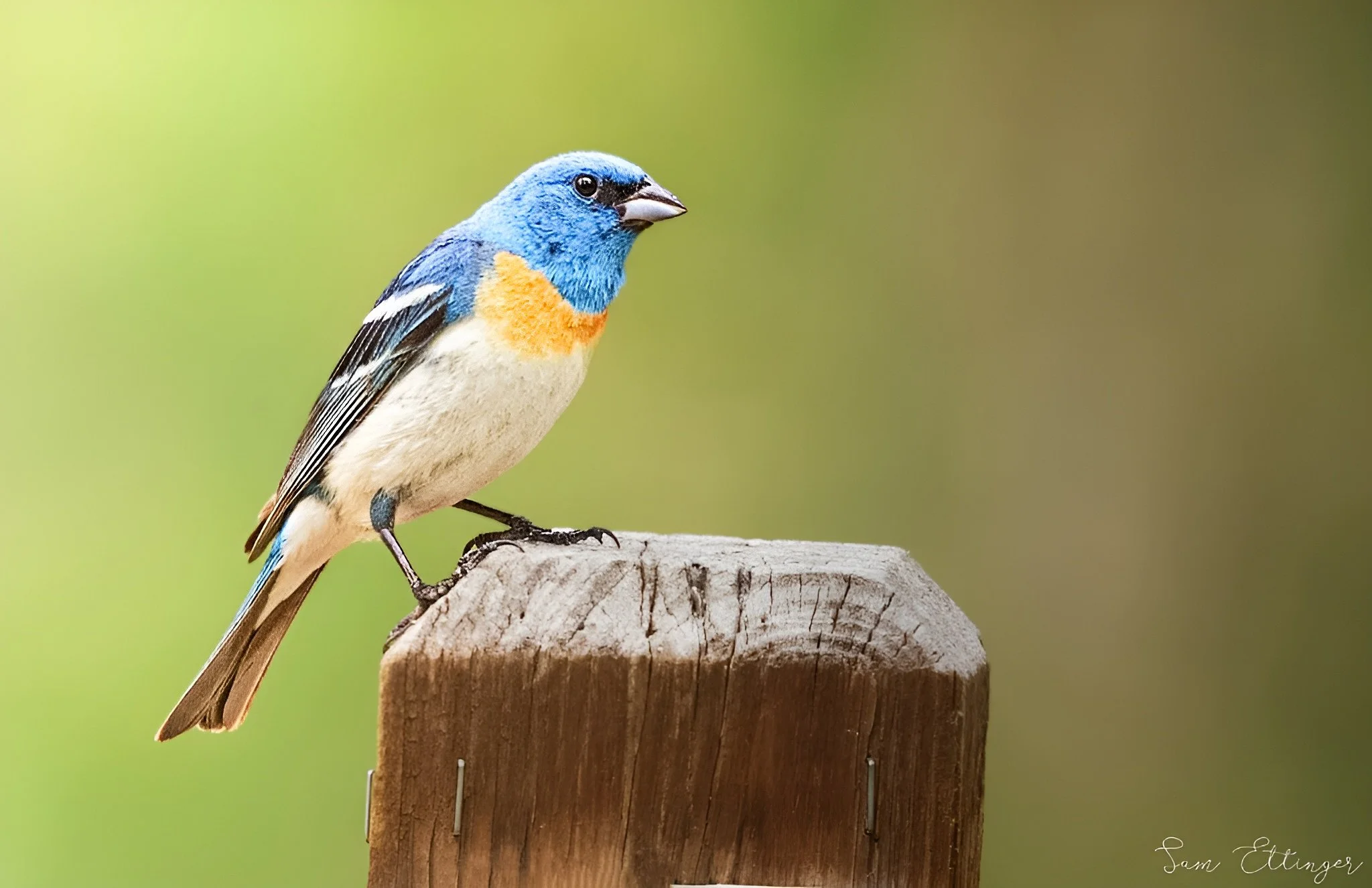 Beautiful Lazuli Bunting 1.jpg