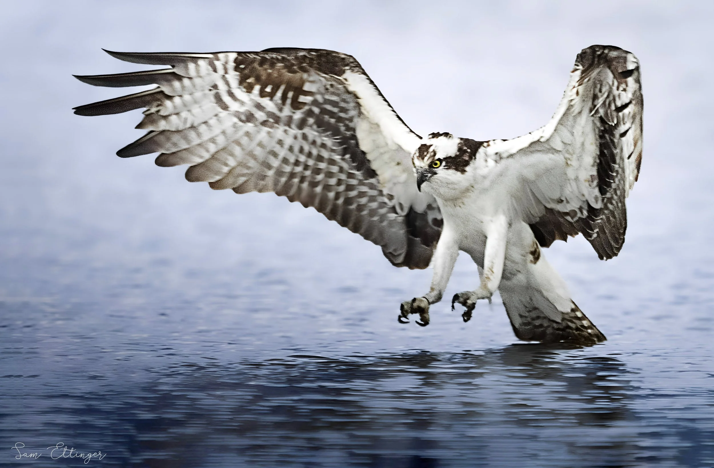 The Best Osprey Catching a Fish1.jpg