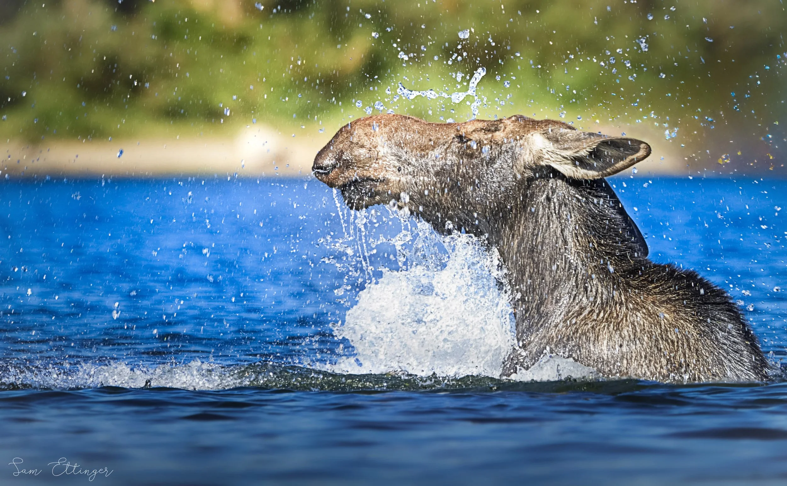 Stunning Moose in water1.jpg