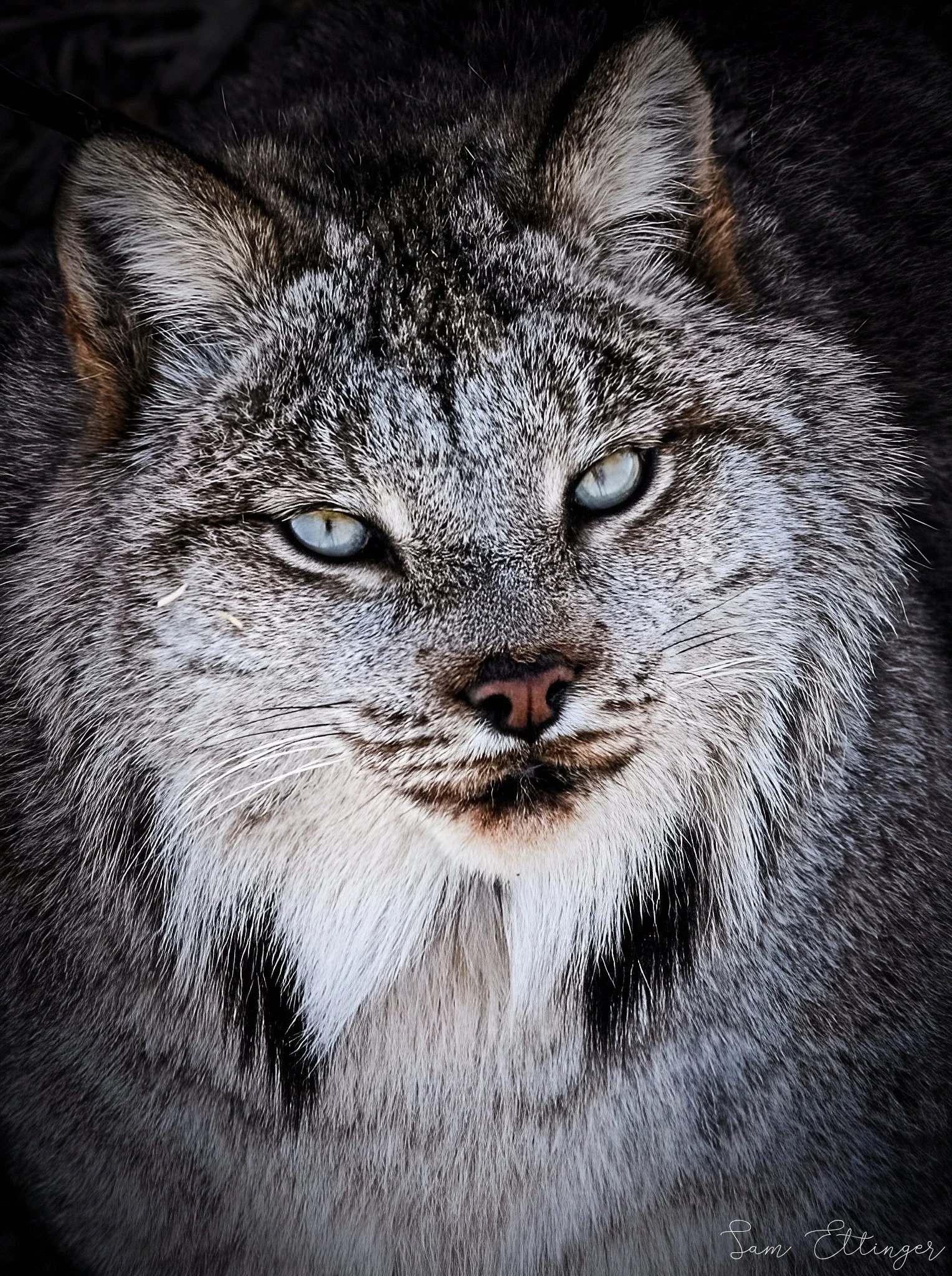 stunning lynx amazing (1) (1).jpg