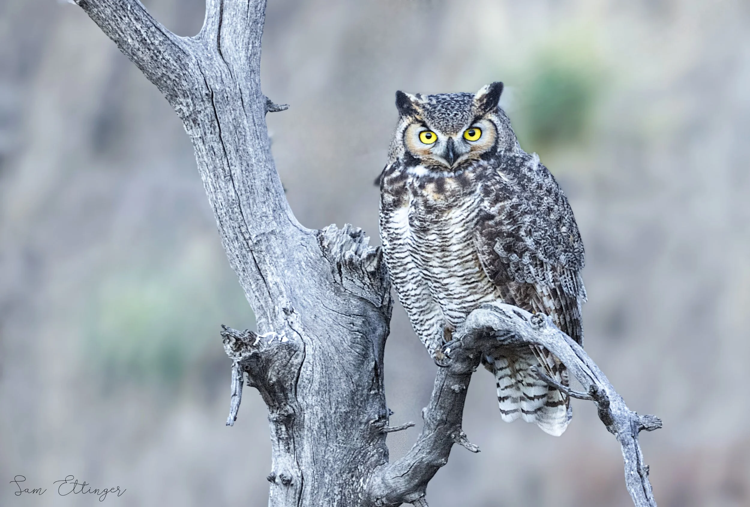 Stunning Owl Great(1).jpg