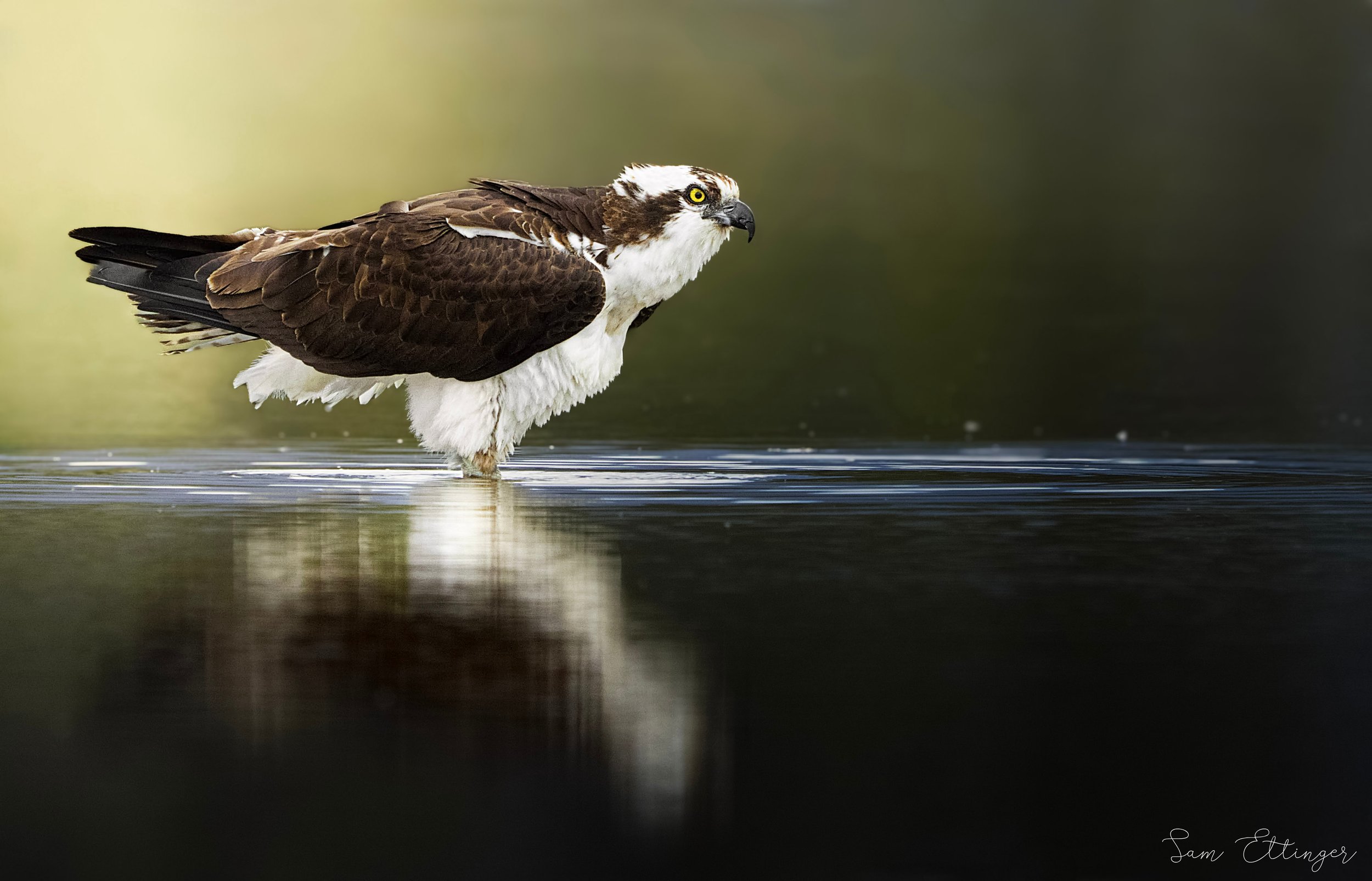 The Best Osprey in Water.jpg