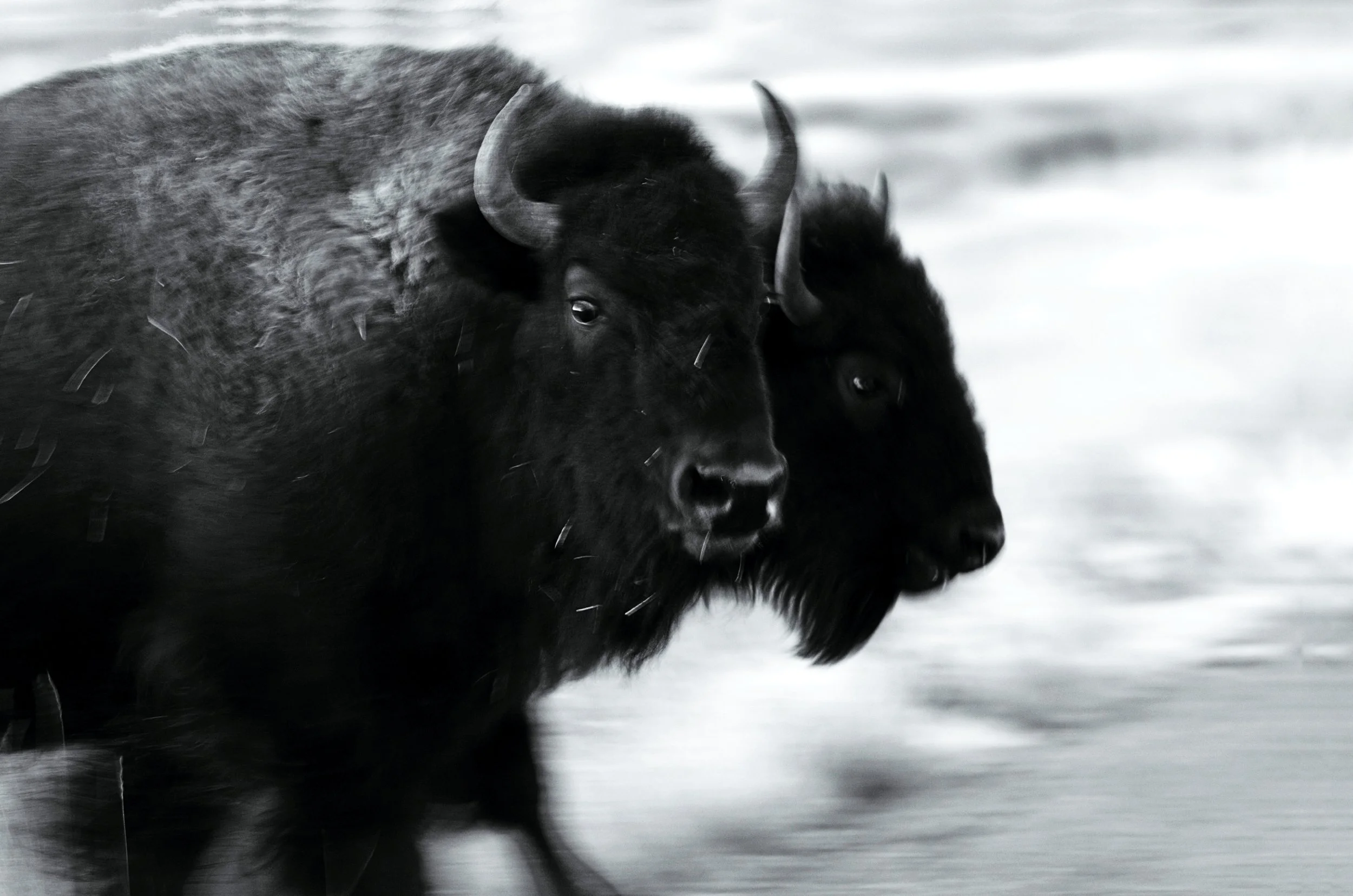 Stunning Bison s .jpg