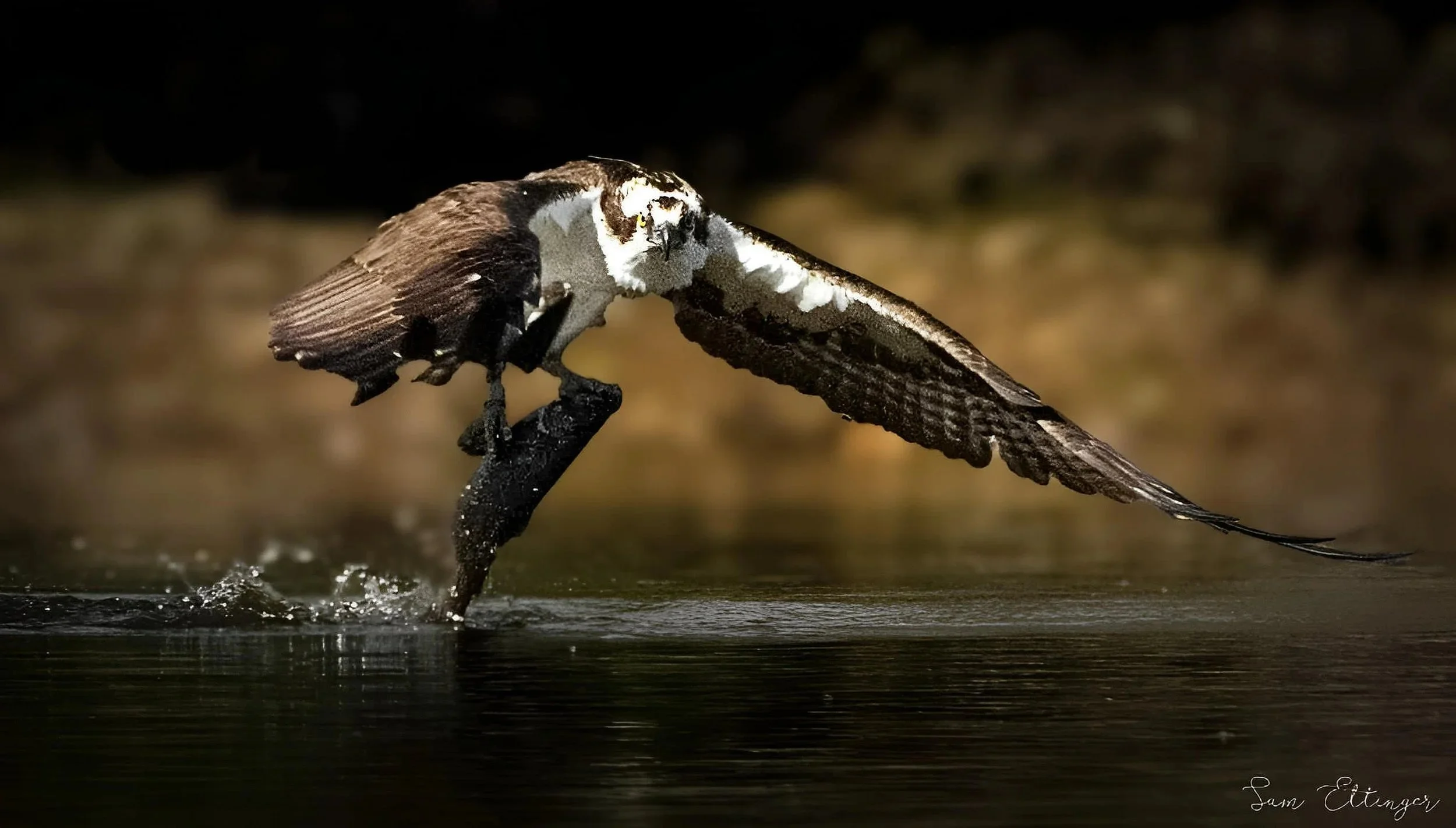 Incredible osprey.jpg