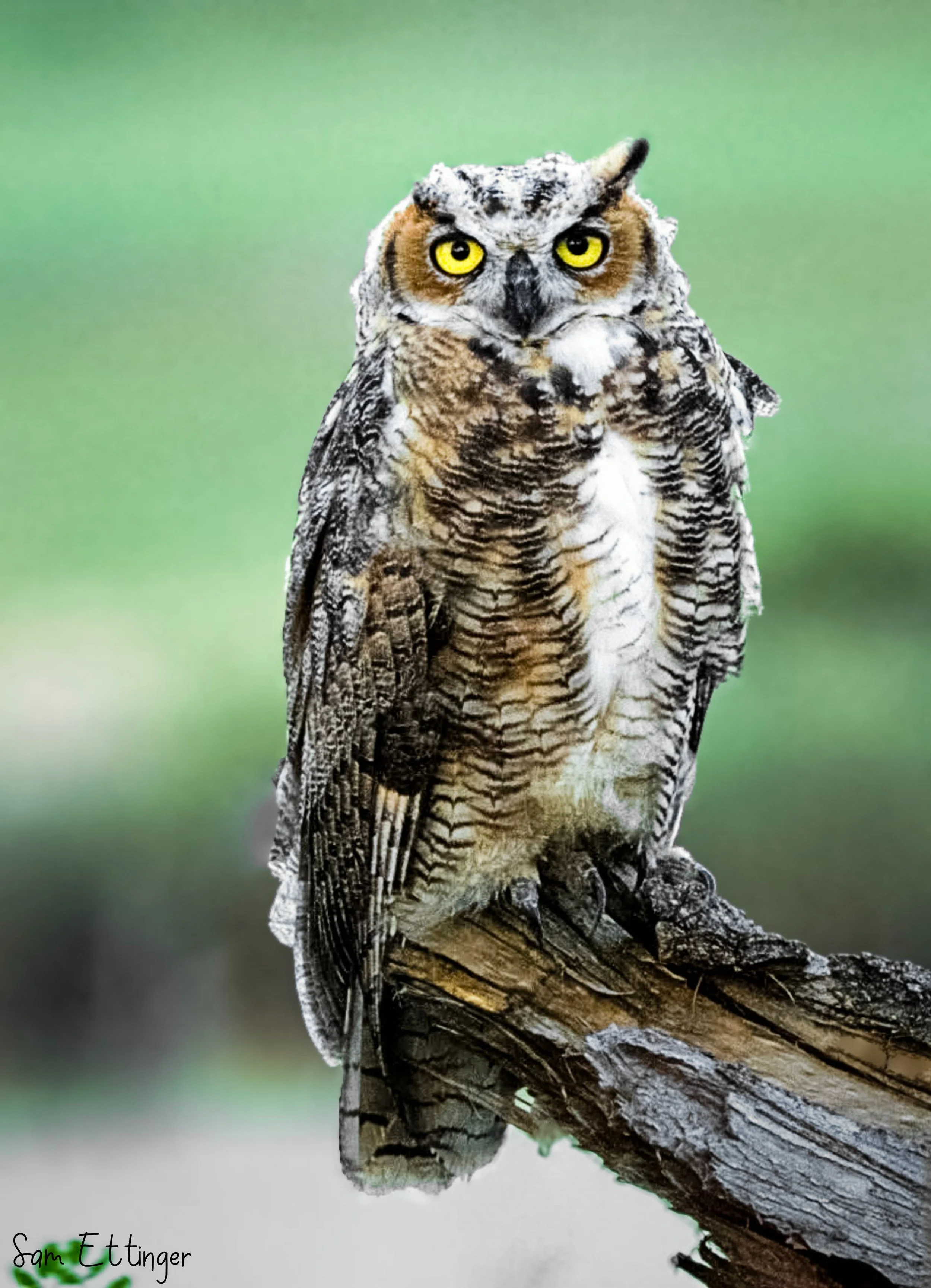 The Cool Owl .jpg