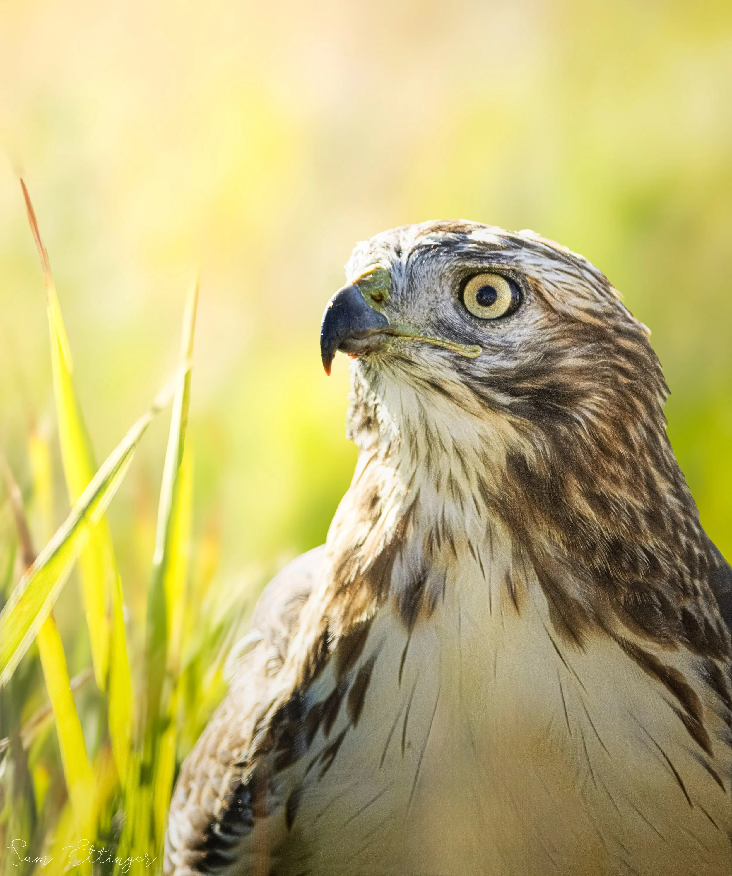 Beautiful Red Tailed Hawk (1).jpg