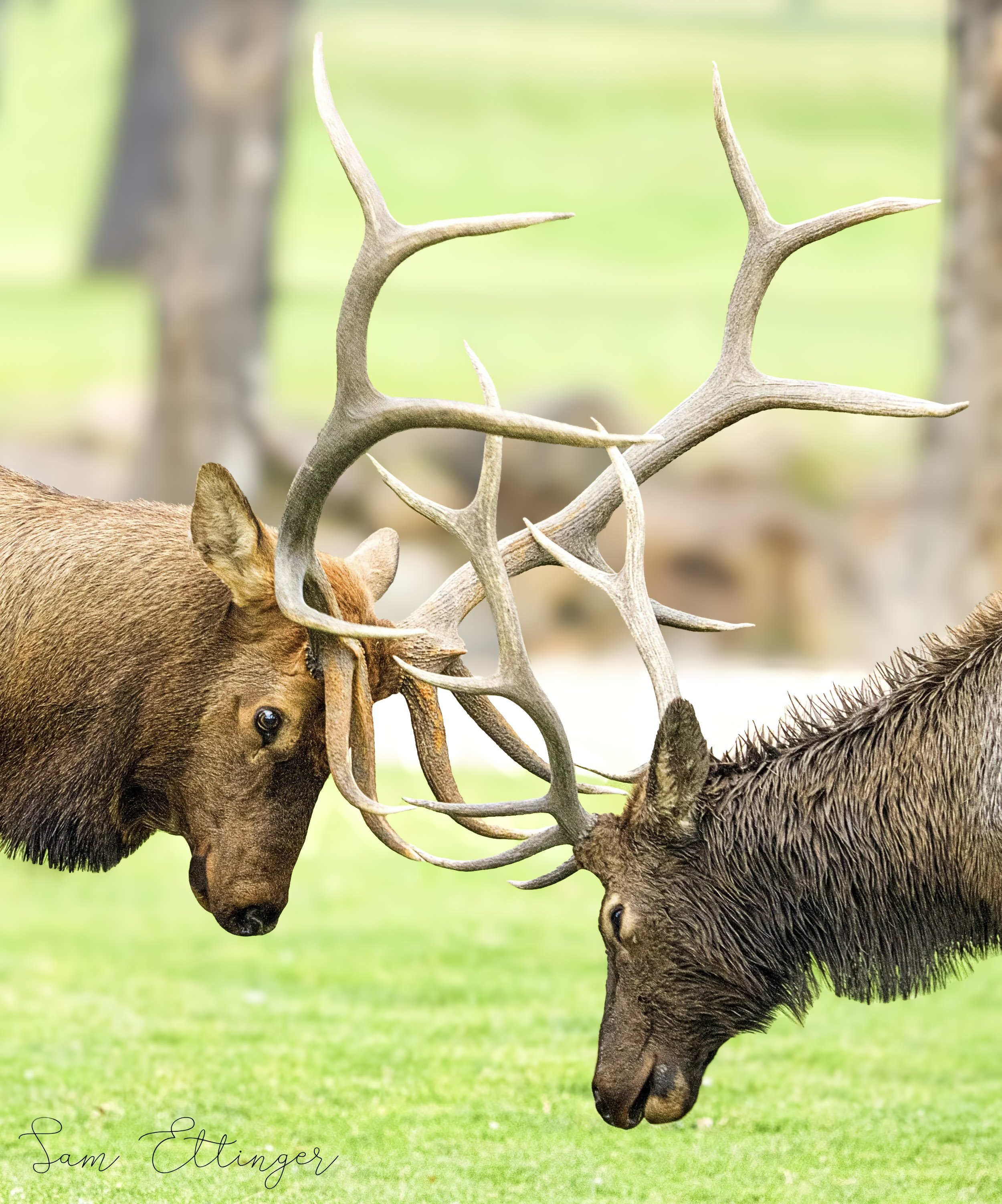 Elk.jpg