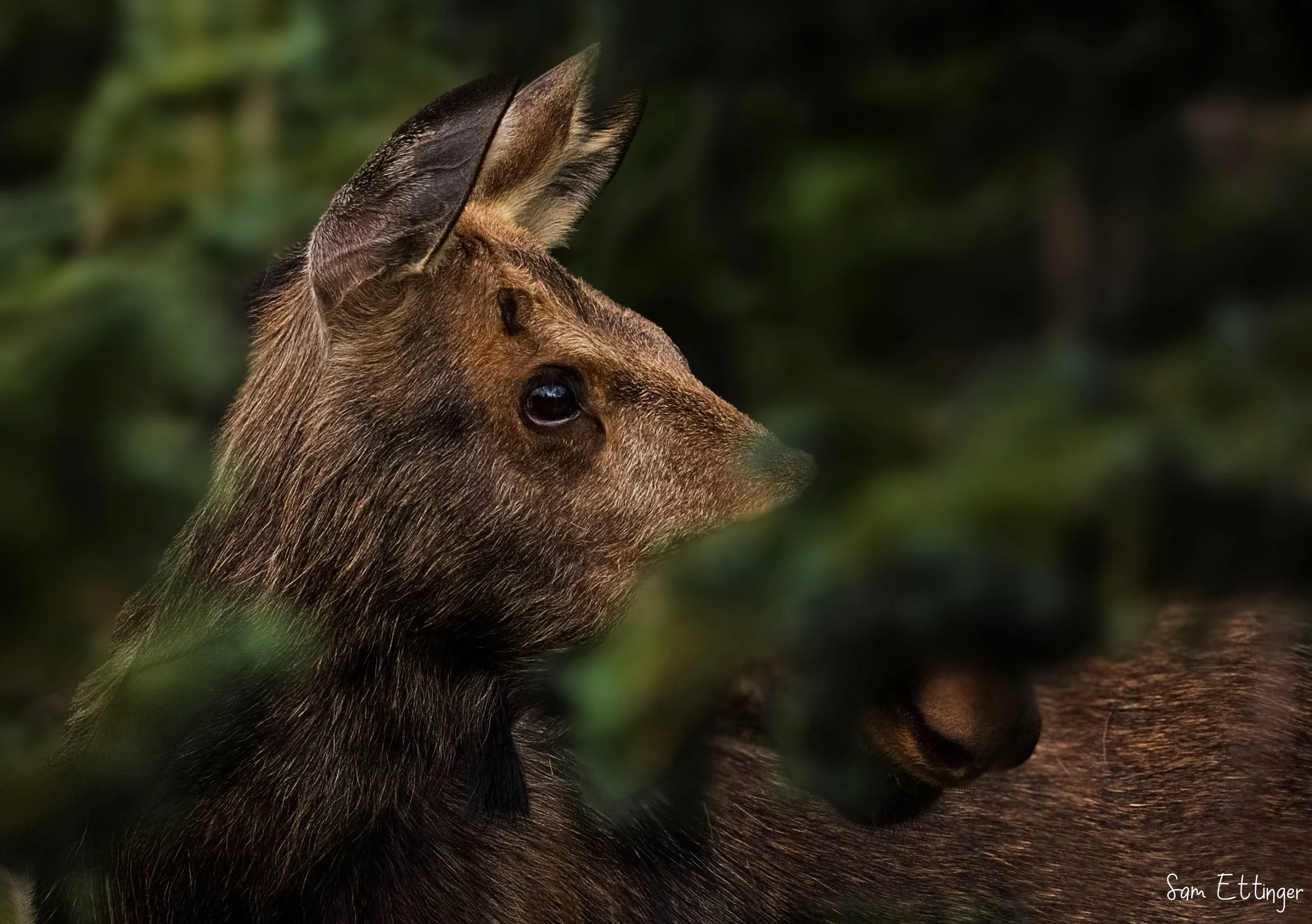 Stunning Female Moose .jpg