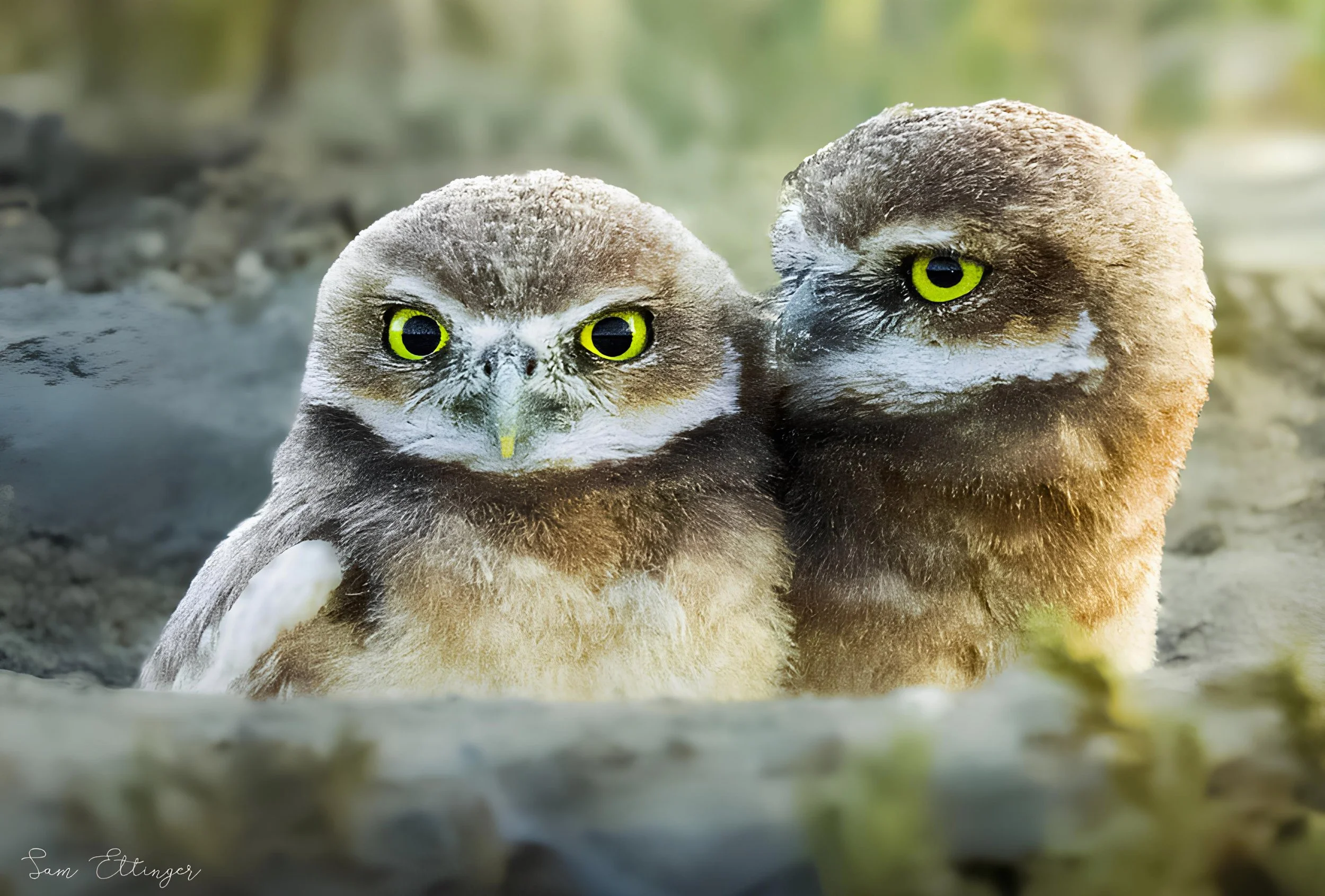 Best Burrowing Owls secret.jpg