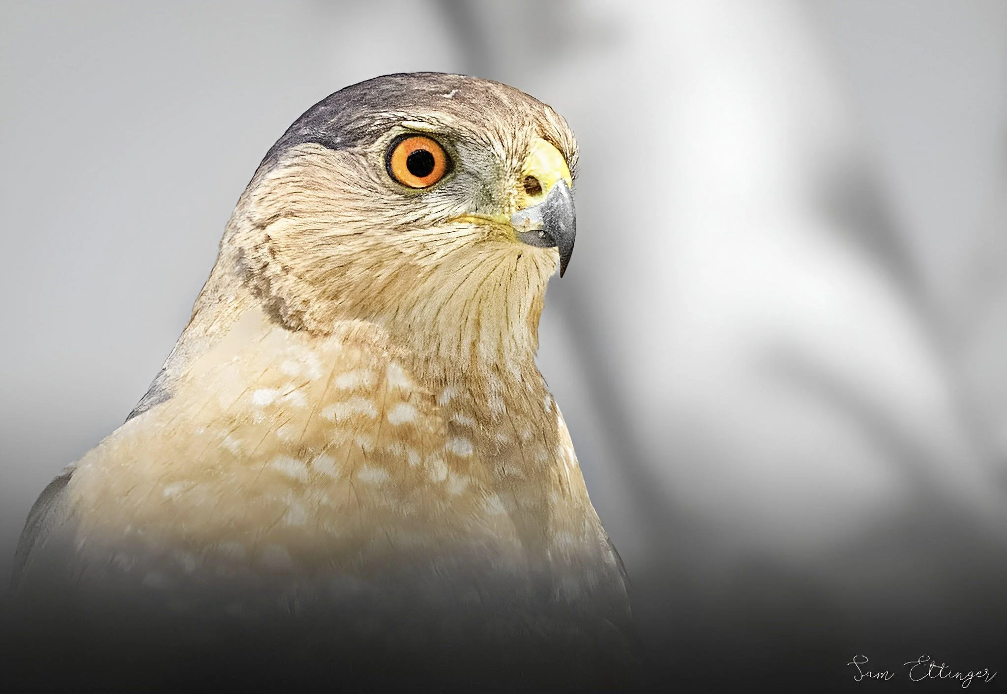 Amazing Coopers hawk.jpg
