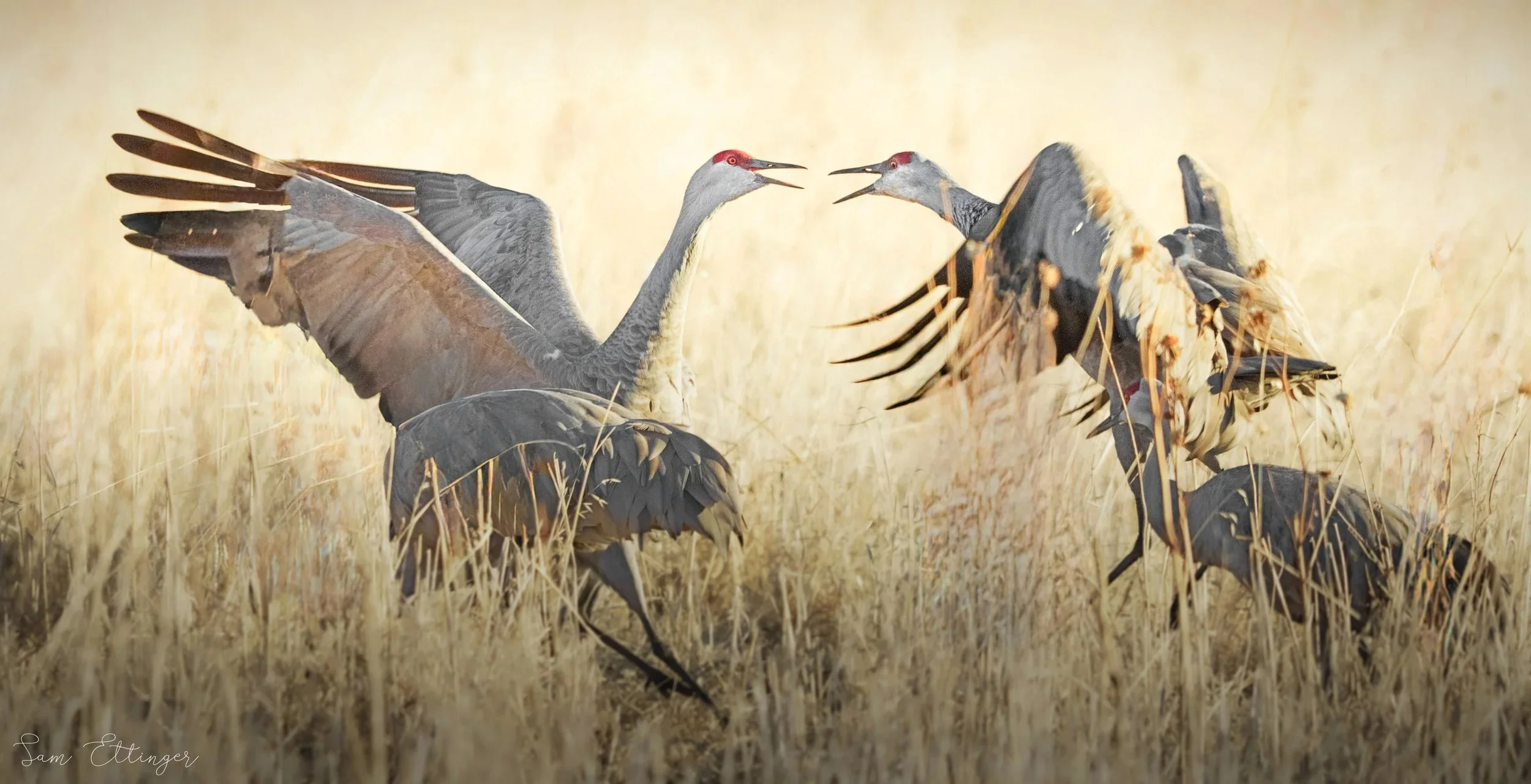 Stunning Cranes.jpg