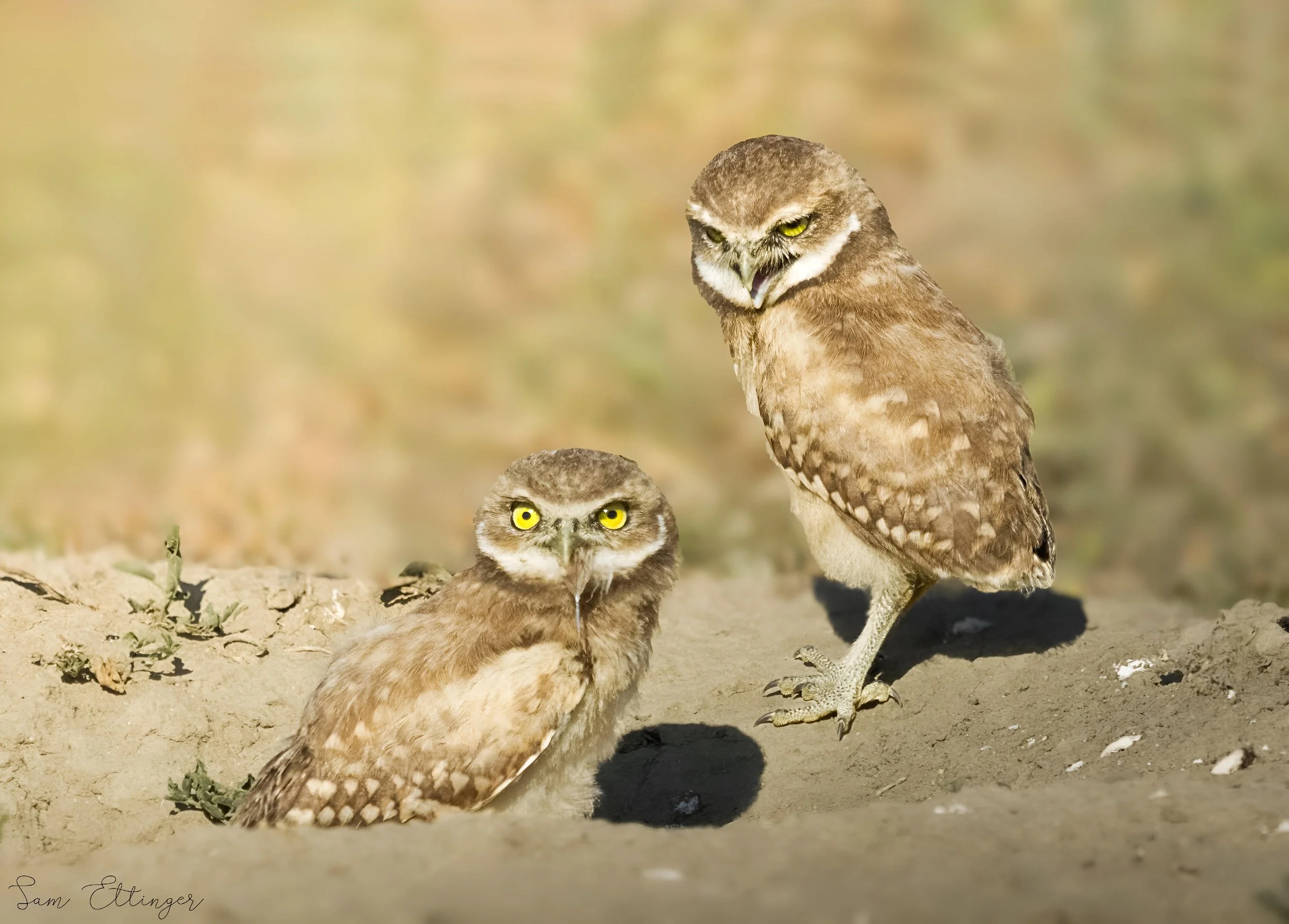 The Beutiful Burrowing Owls.jpg