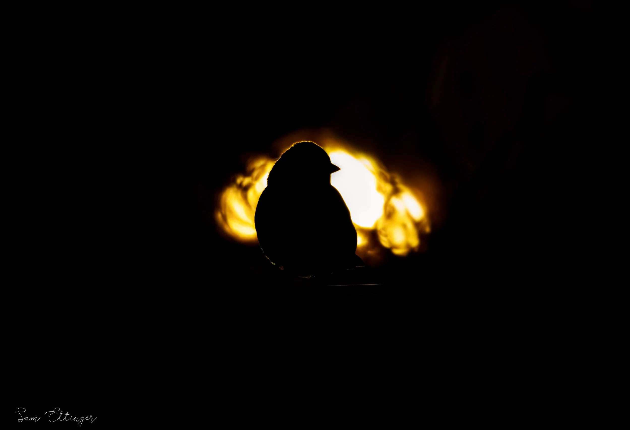 sunlight finch (1).jpg