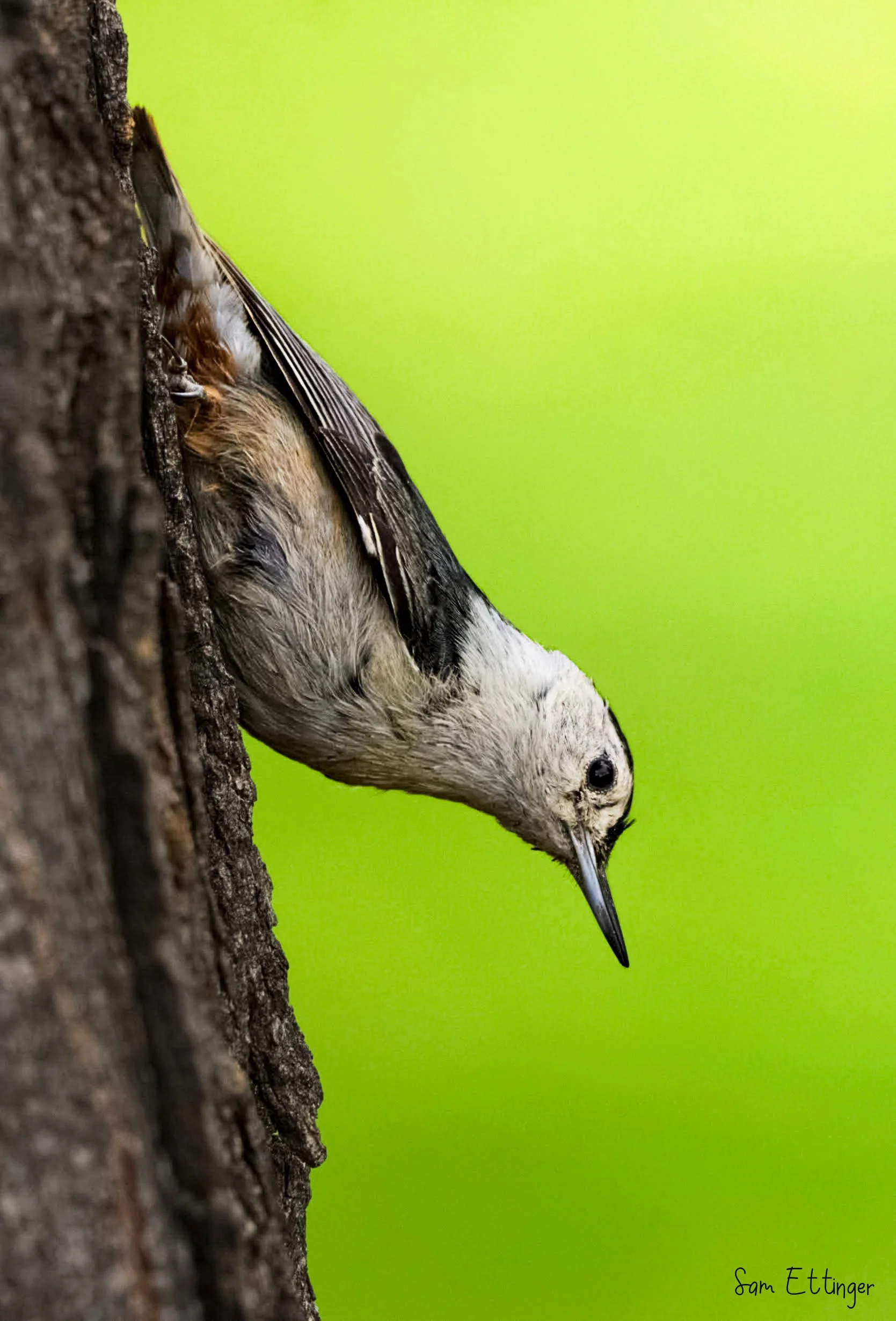 Stunning Nuthatch     .jpg
