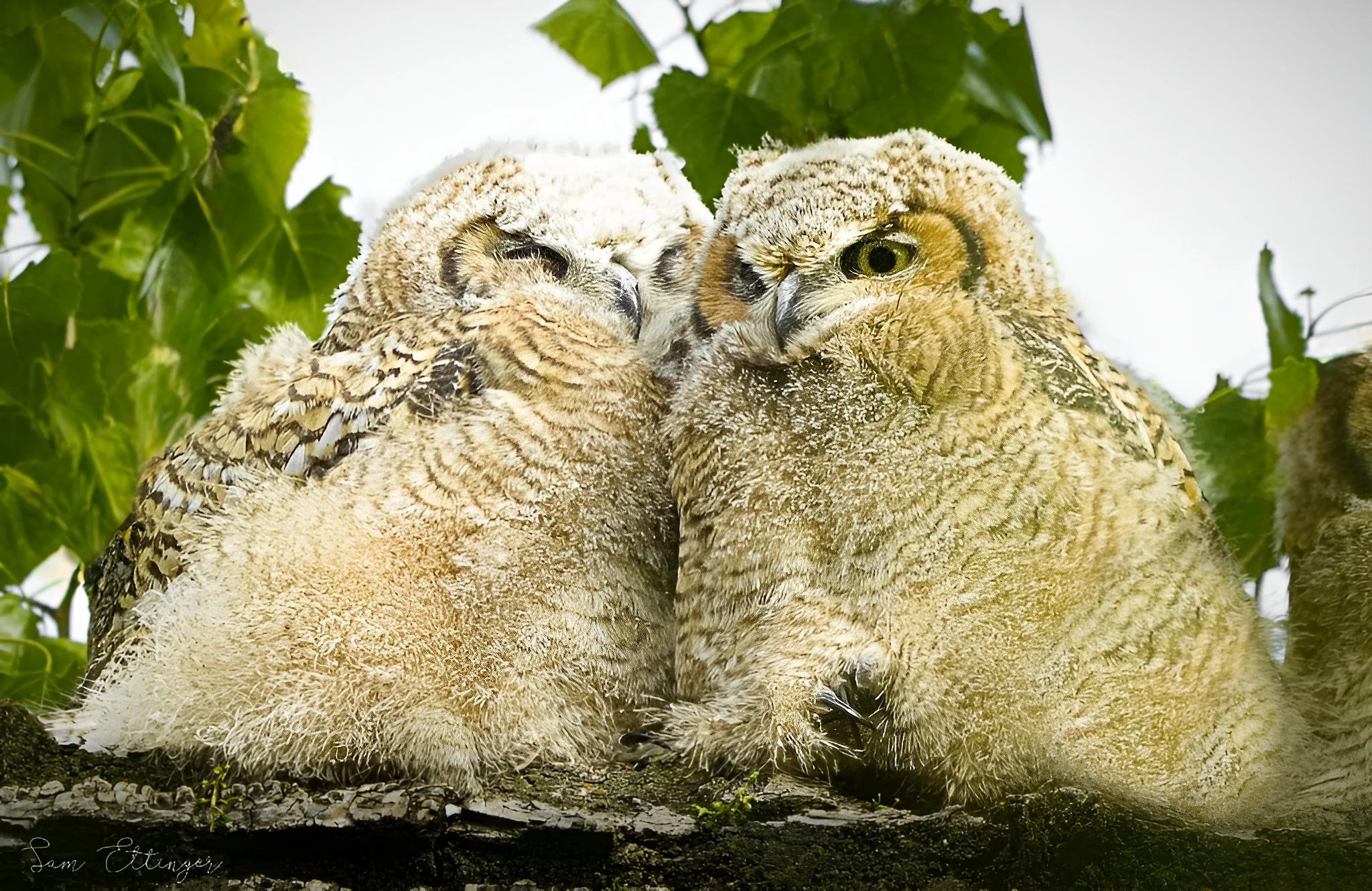 Owls chick(1).jpg