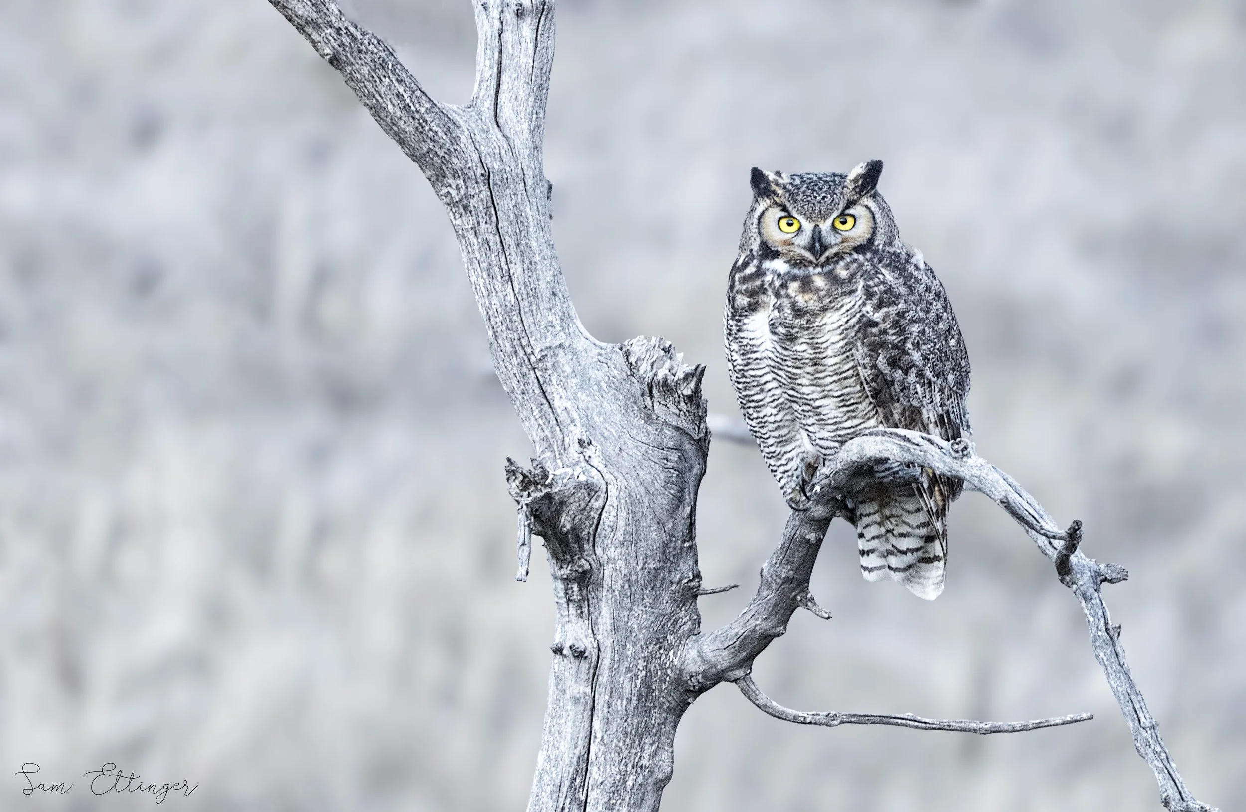 Stunning Great Owl (1)4.jpg