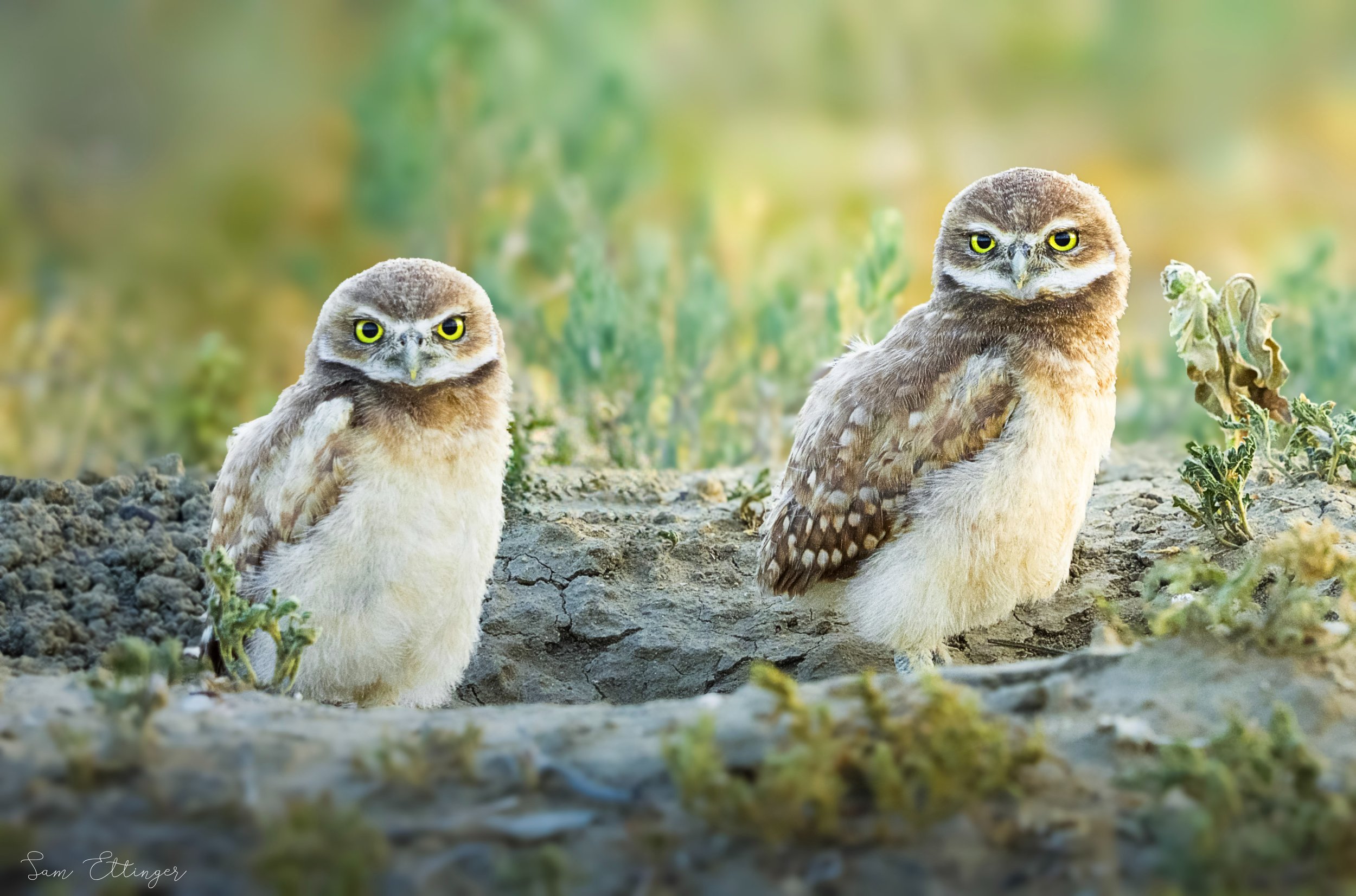 Amazing Burrowing Owl Babies (1).jpg