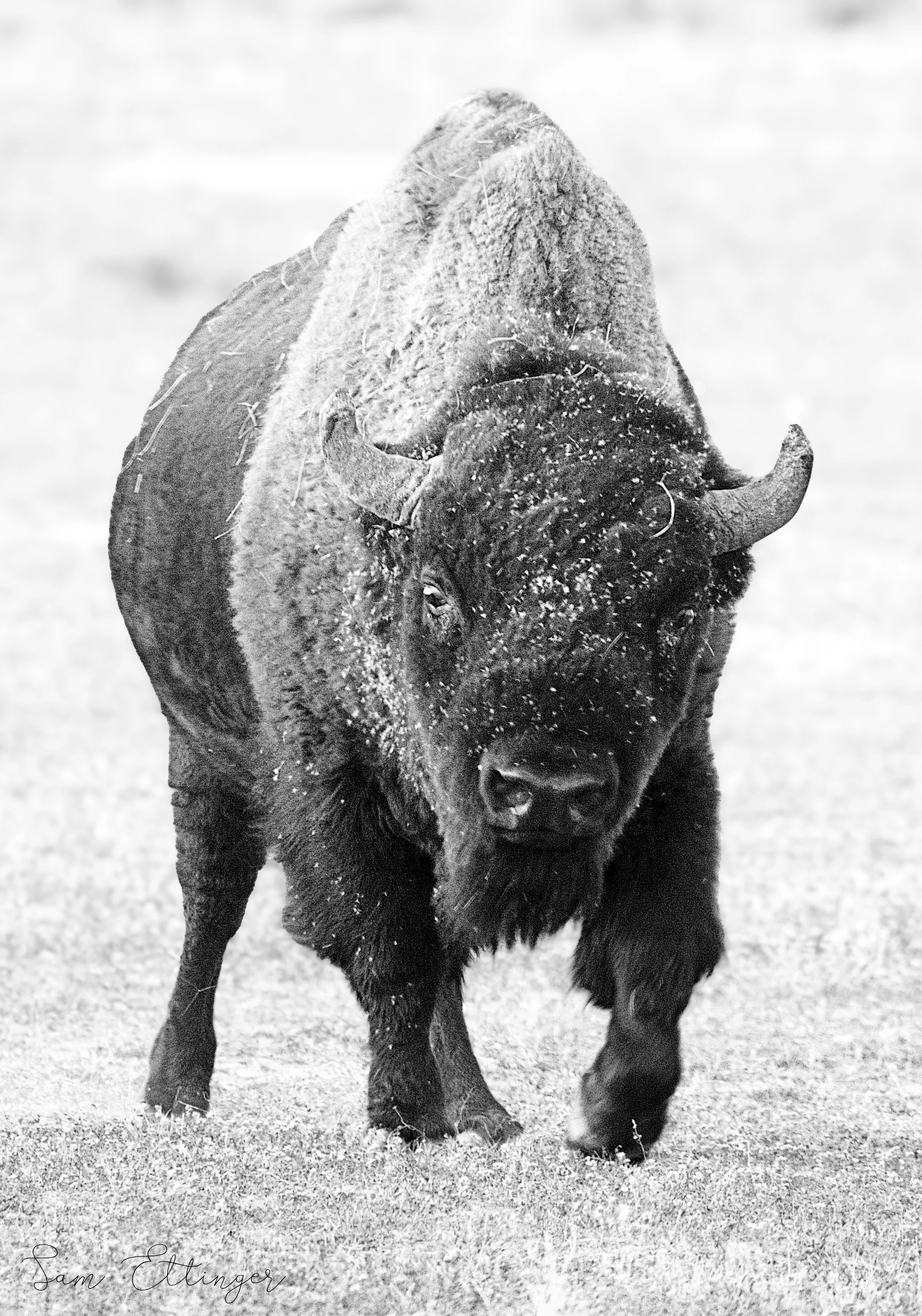 Stunning Angry Bison (1).jpg