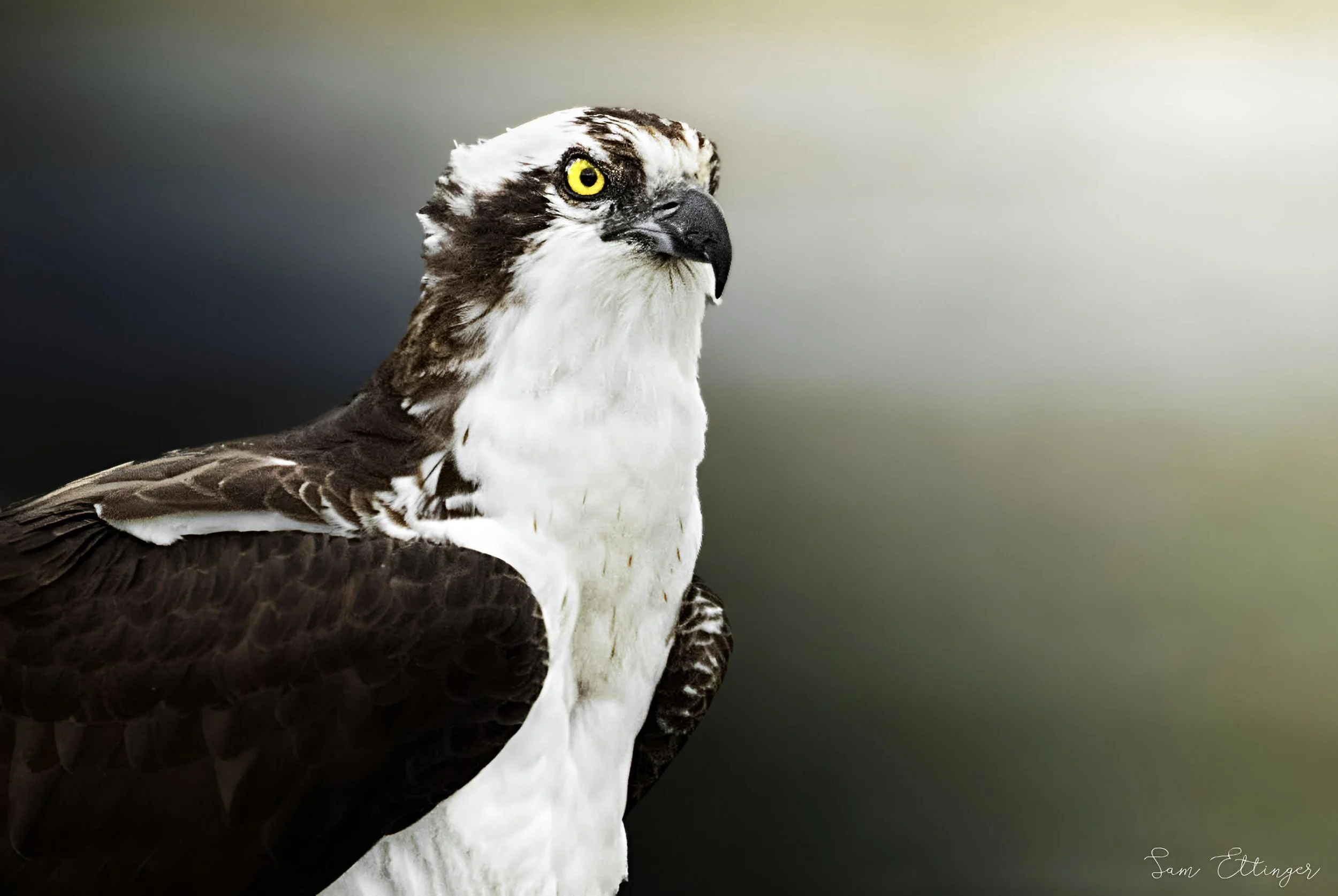 Amazing Osprey1.jpg