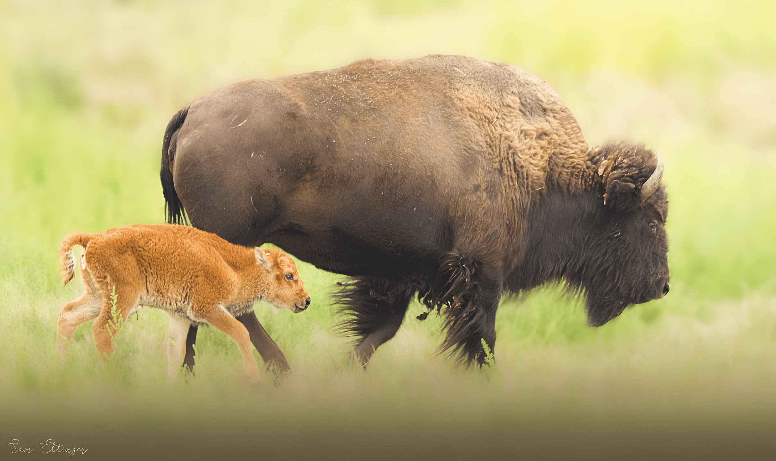 The Best Baby Bison With Mom.jpg