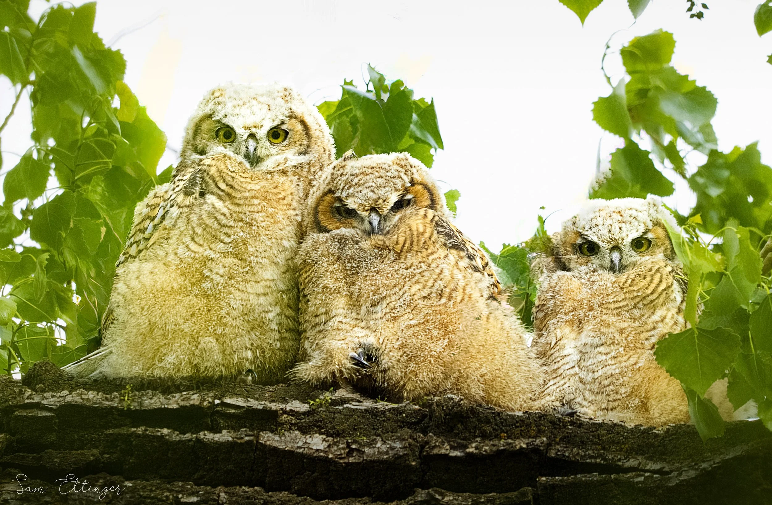 Beautiful Owl chicks1.jpg