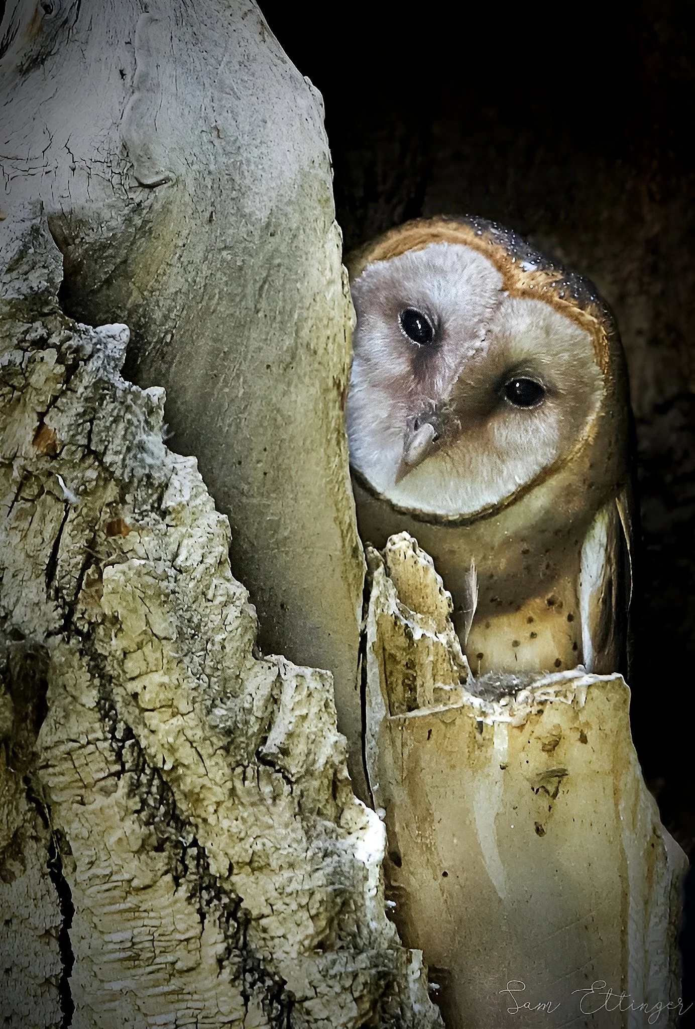 The Best American Barn Owl 1.jpg