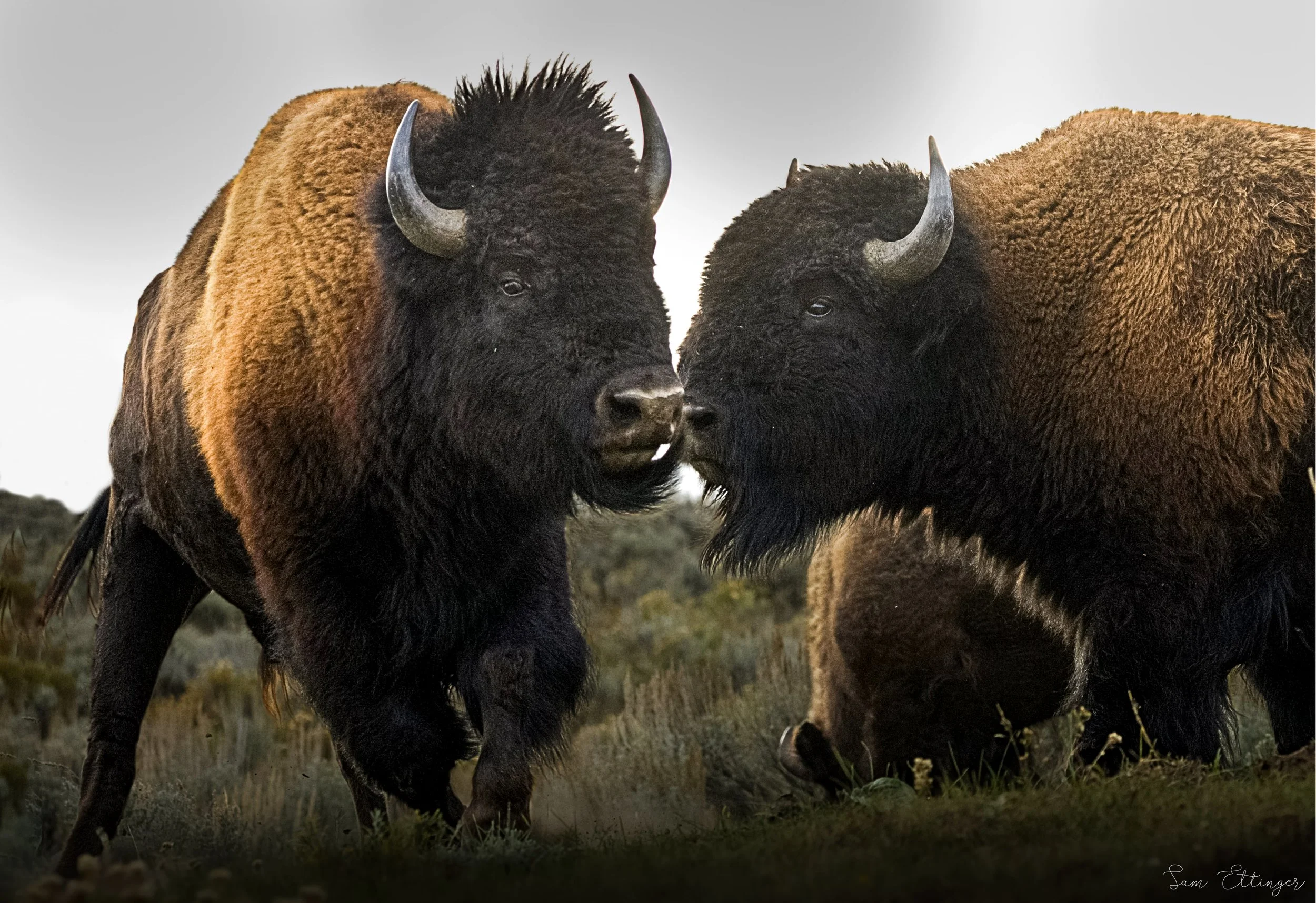 Stunning Two Bison Fighting1.jpg