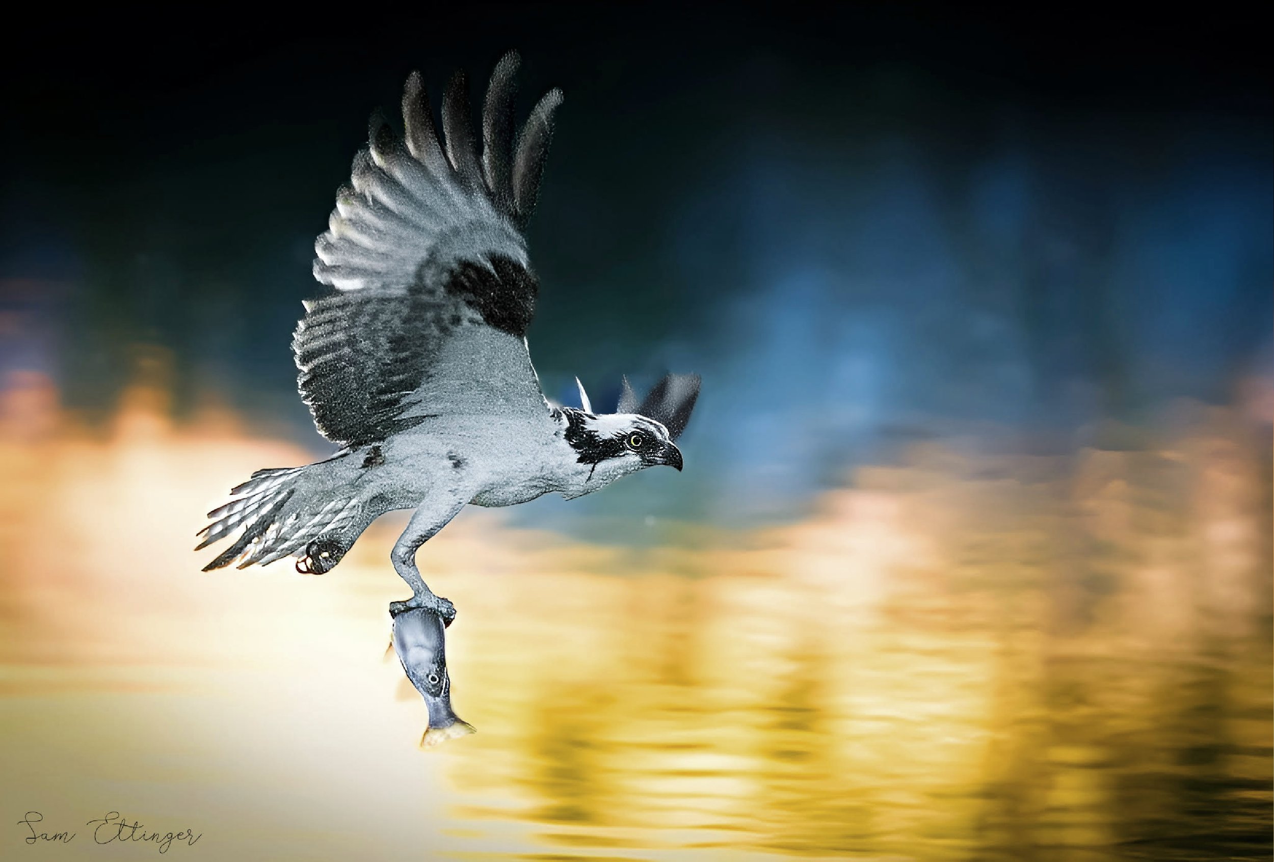 Stunning Osprey with Fish(1).jpg