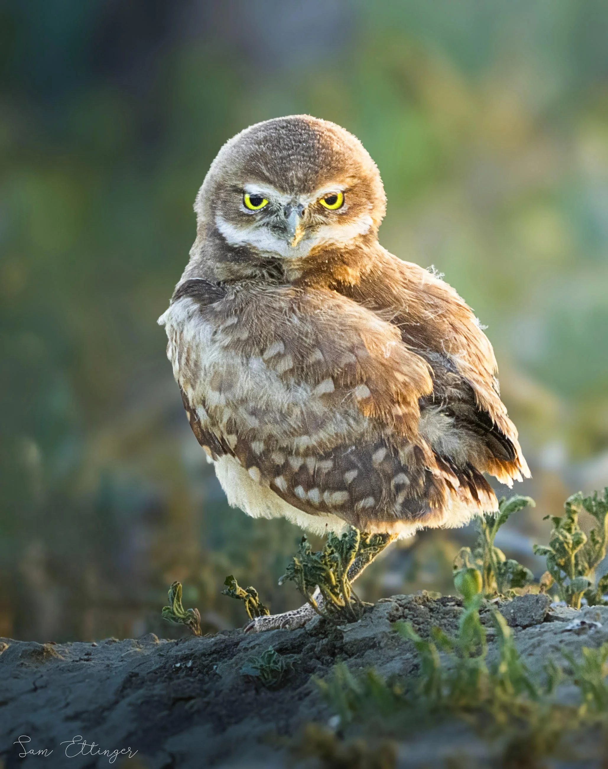 Beautiful Burrowing Owl.jpg