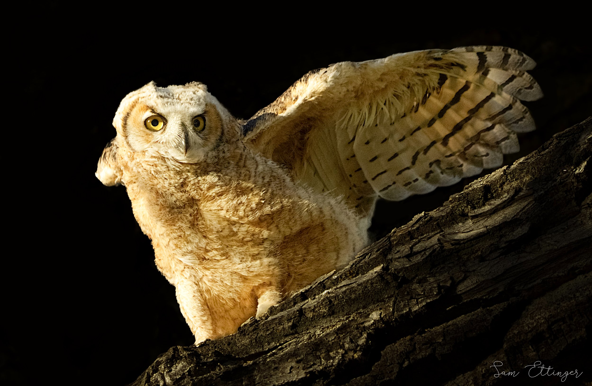 Beautiful owl flapping(1).jpg