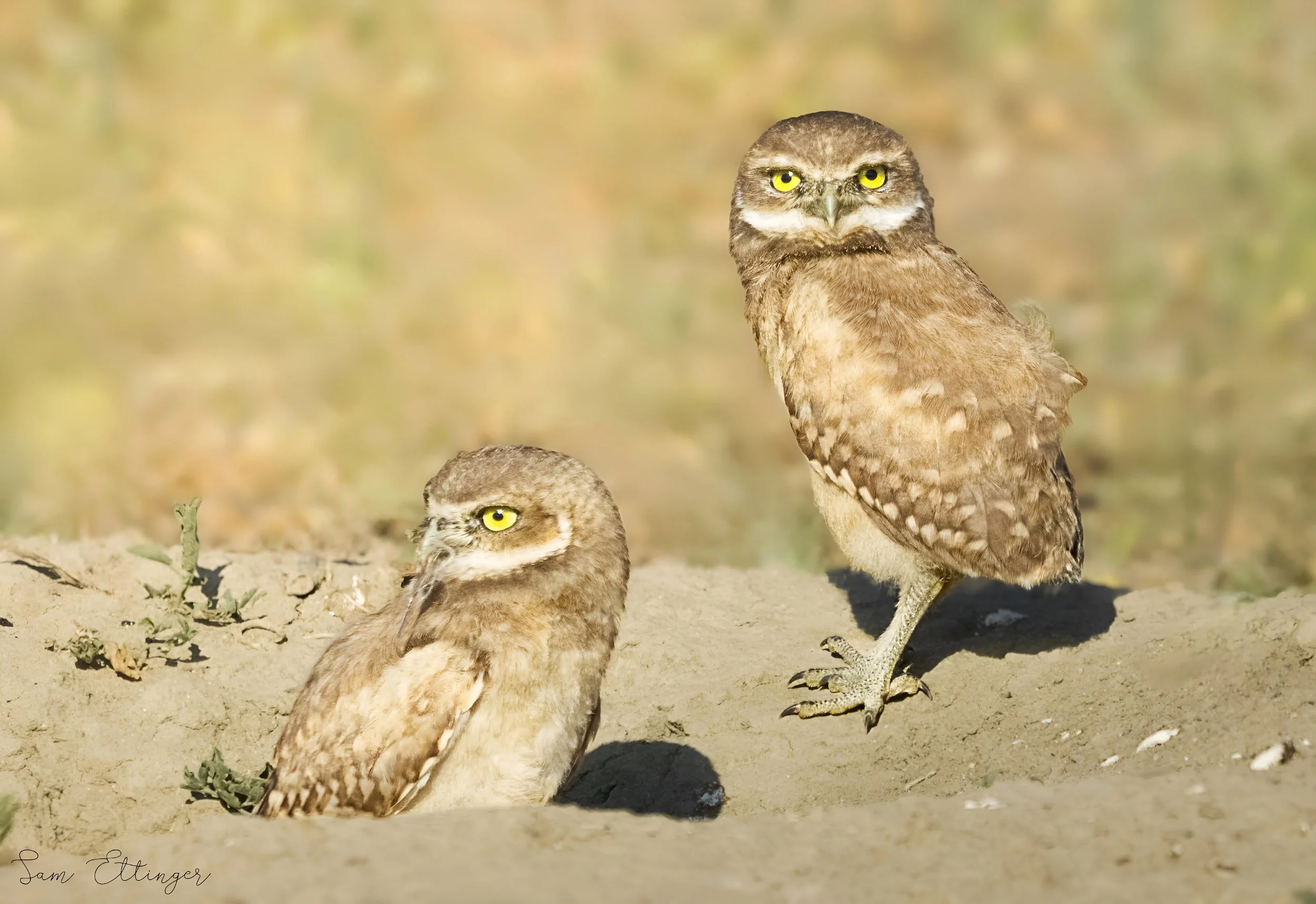 The Amazing Burrowing Owls.jpg