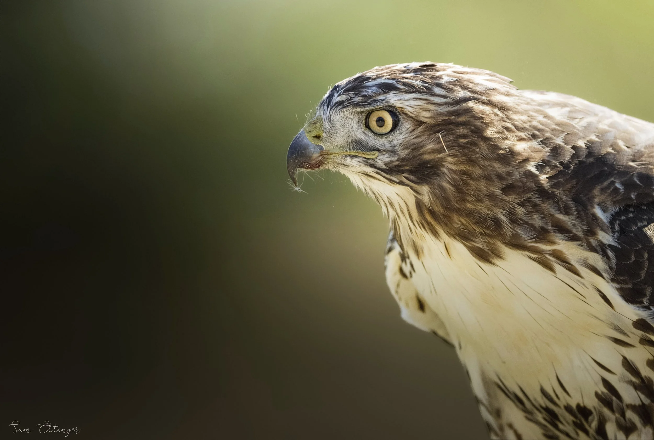 Stunning Hawk Portrait12.jpg