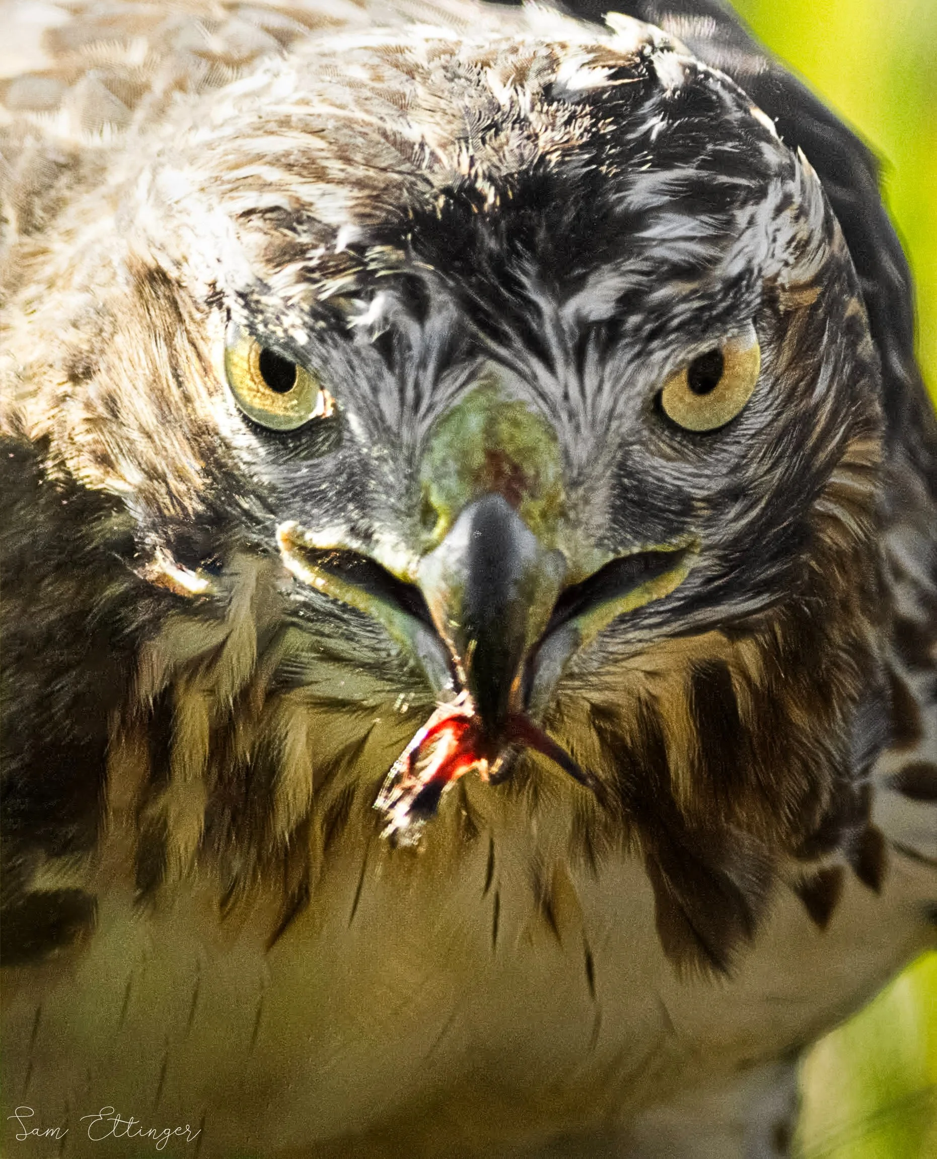 Stunning Red Tailed hawk1.jpg