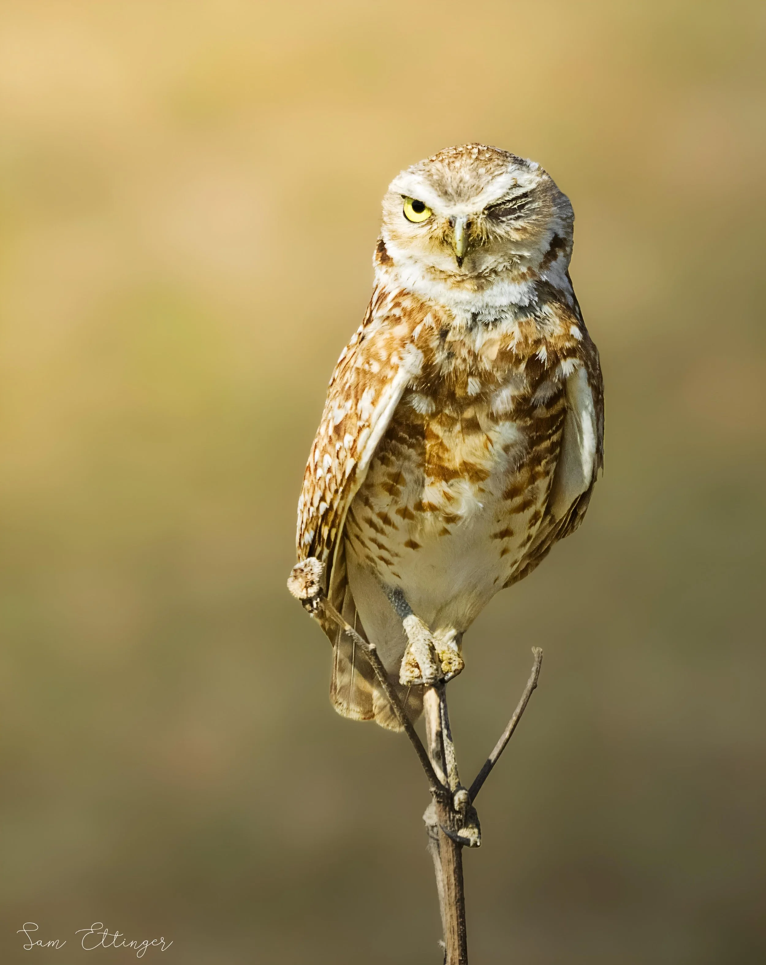The Burrowing Owl Winking.jpg