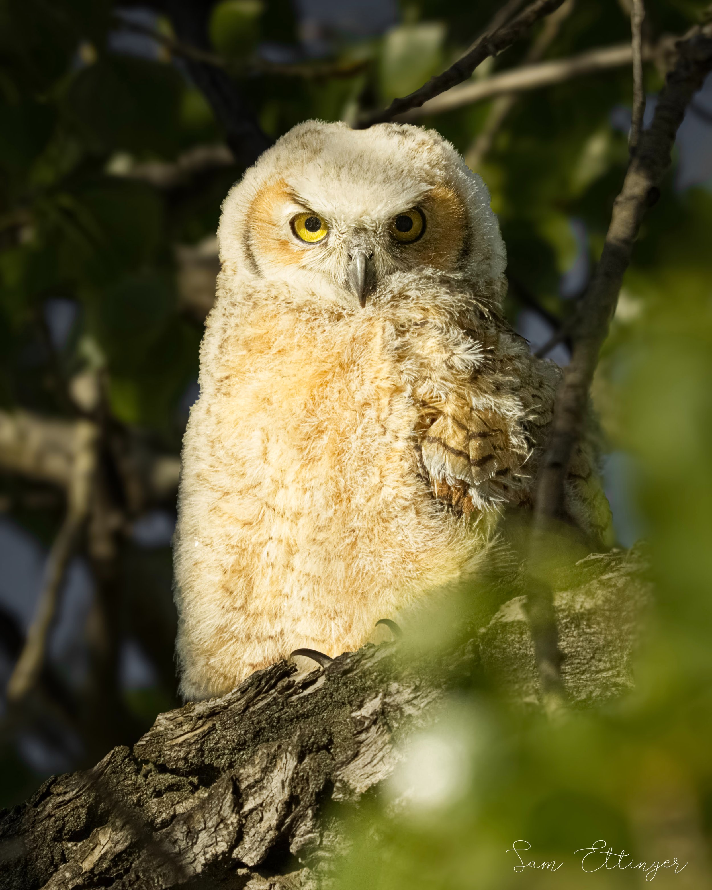 Curious Owl1.jpg
